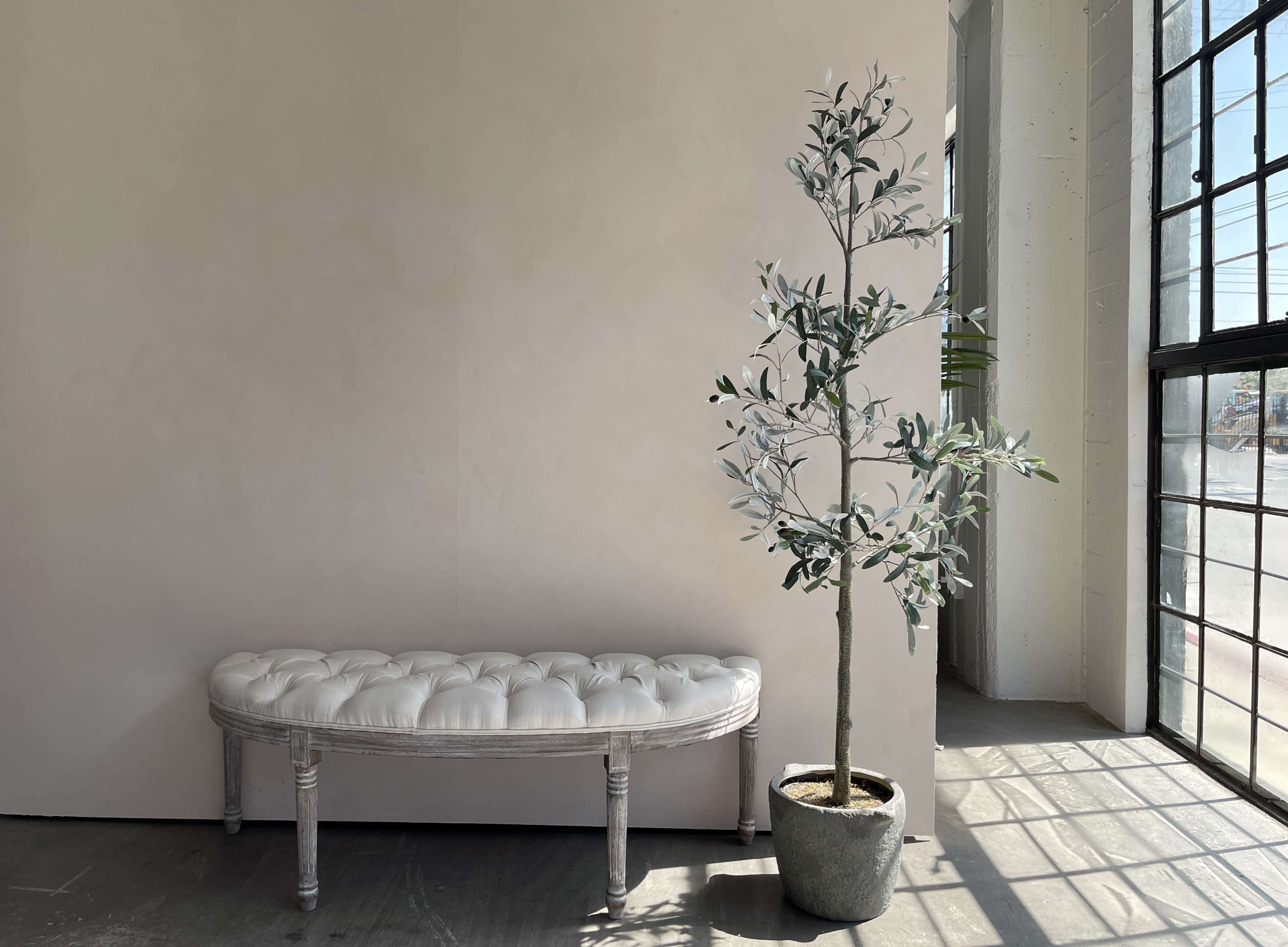 A tufted white bench with a light wooden frame is placed beside a tall olive tree in a cement pot against a light-colored wall near a large window.