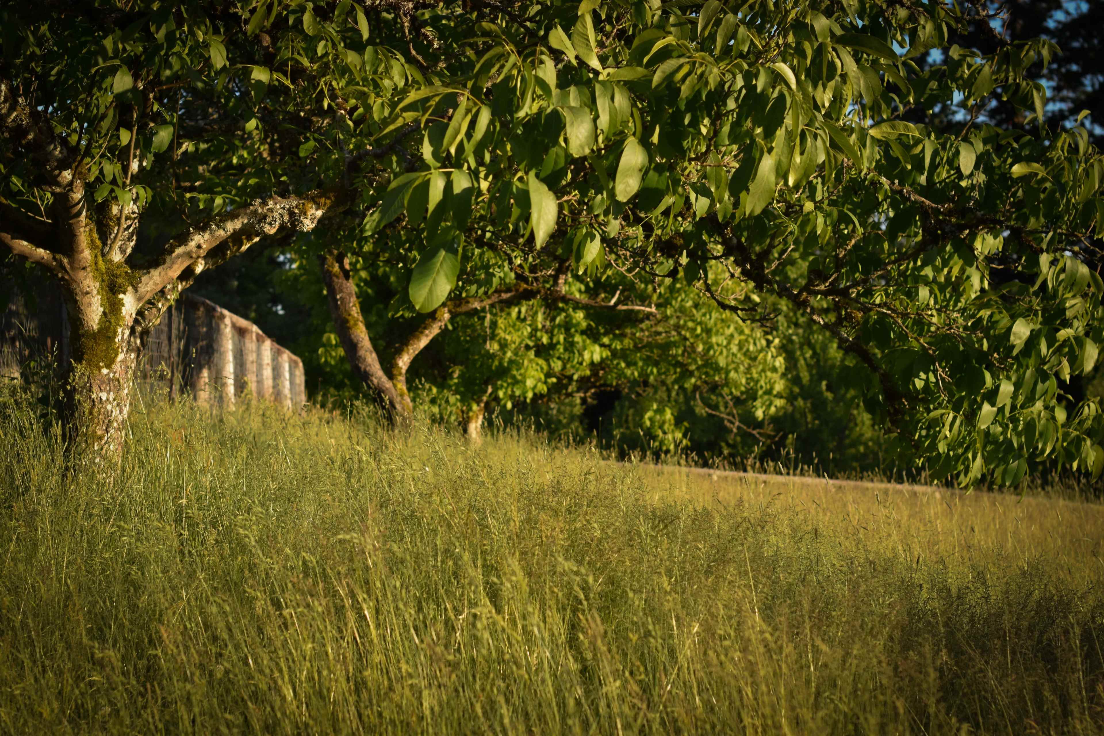 The image shows a grassy field with several trees and a rustic stone wall in the background.