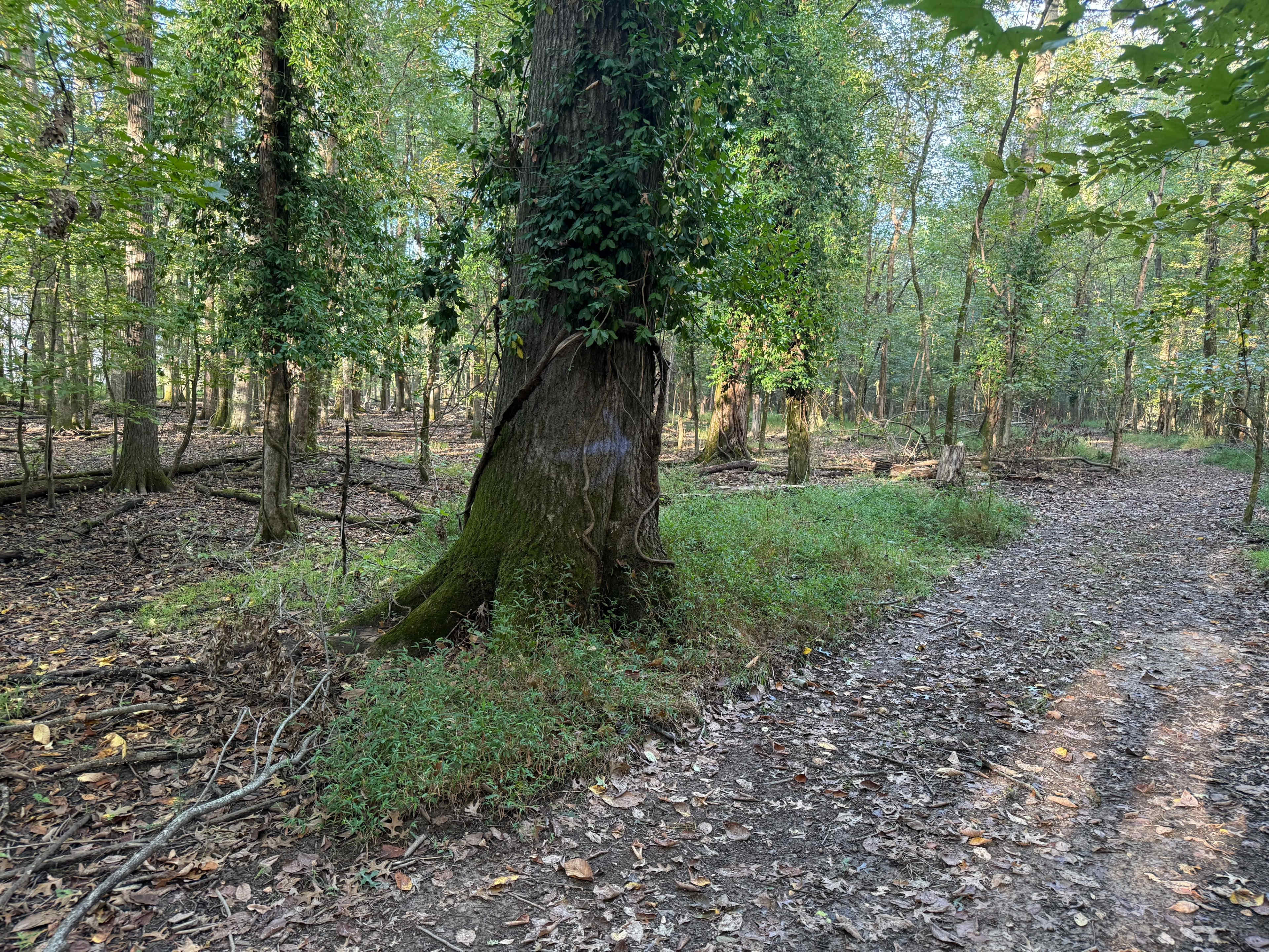 A large tree covered in vines stands near a dirt path in a wooded area with scattered fallen leaves.