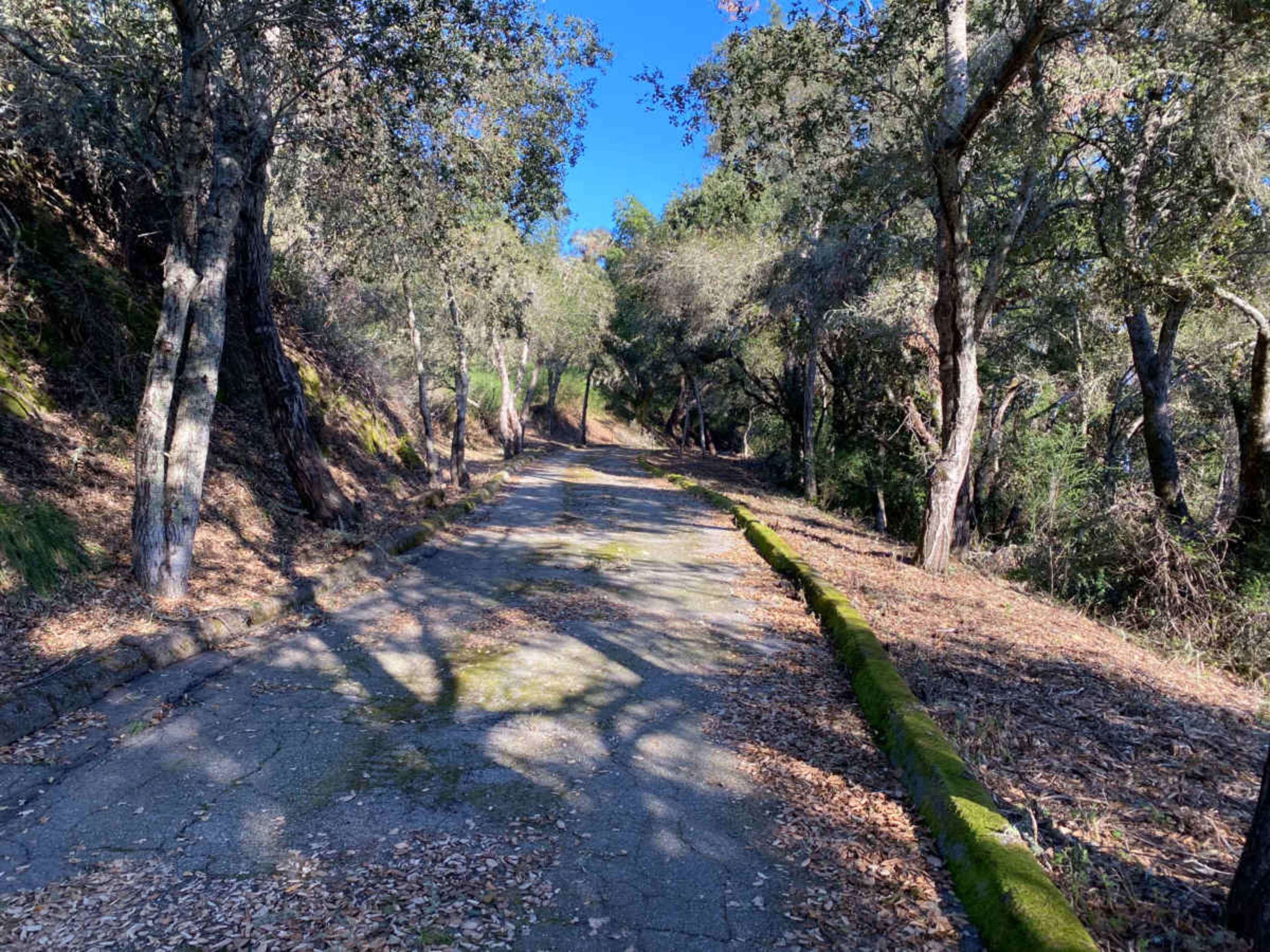 A narrow, overgrown pathway lined with trees and scattered fallen leaves stretches into the distance.
