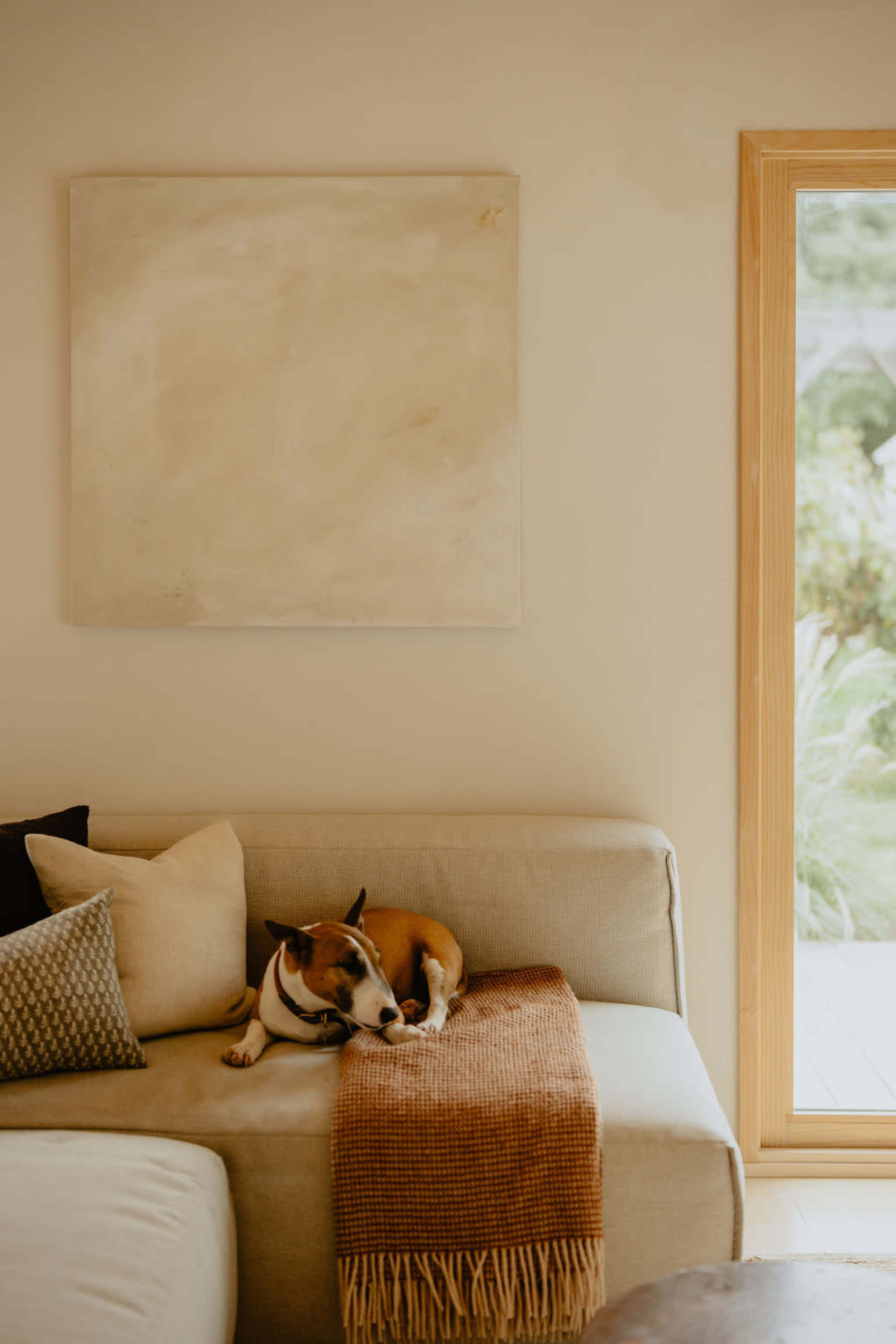 A dog is lying on a sofa draped with a brown throw blanket, beside a window that lets in natural light.
