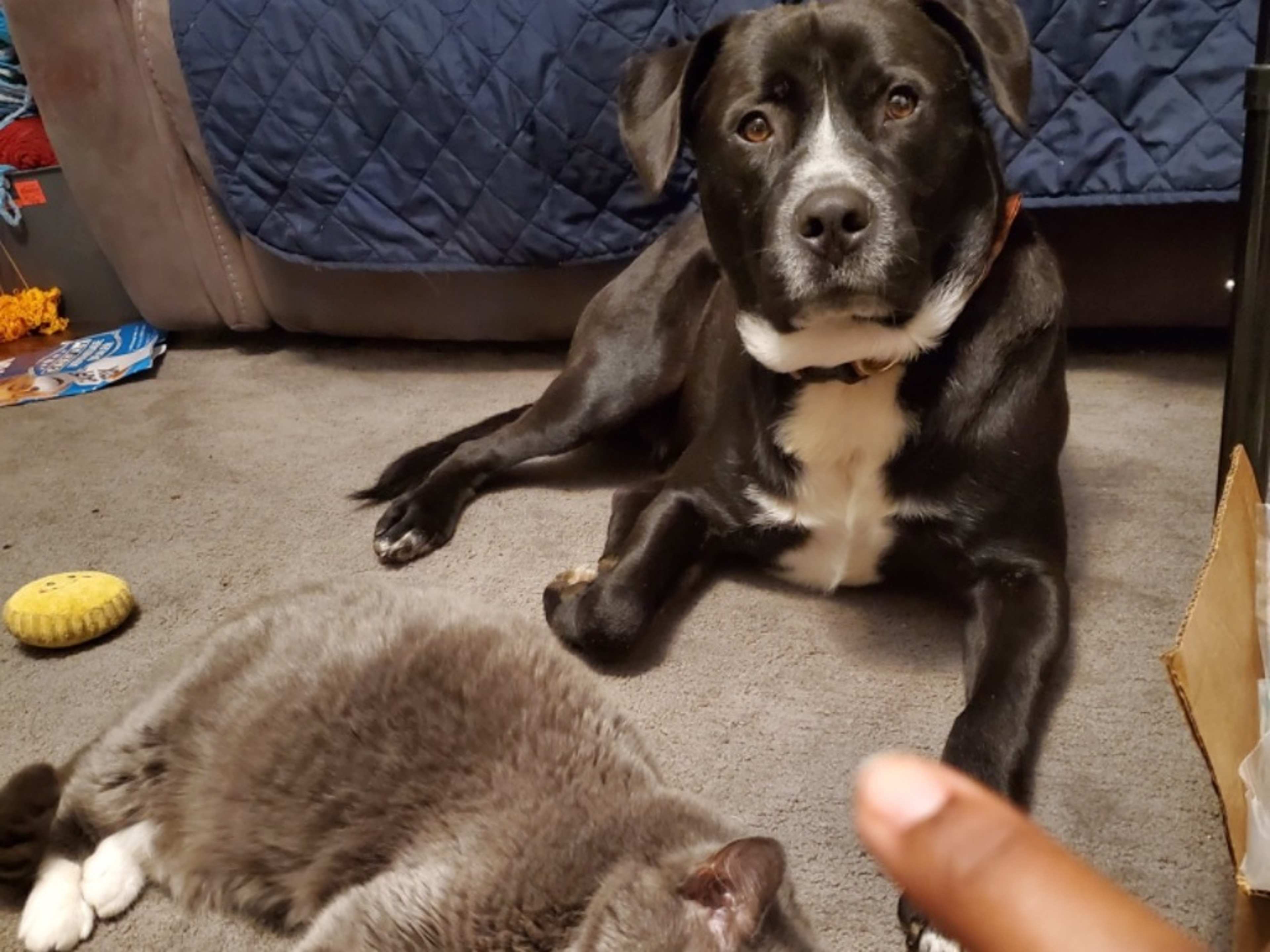 Use of my pets for photos or videos etc