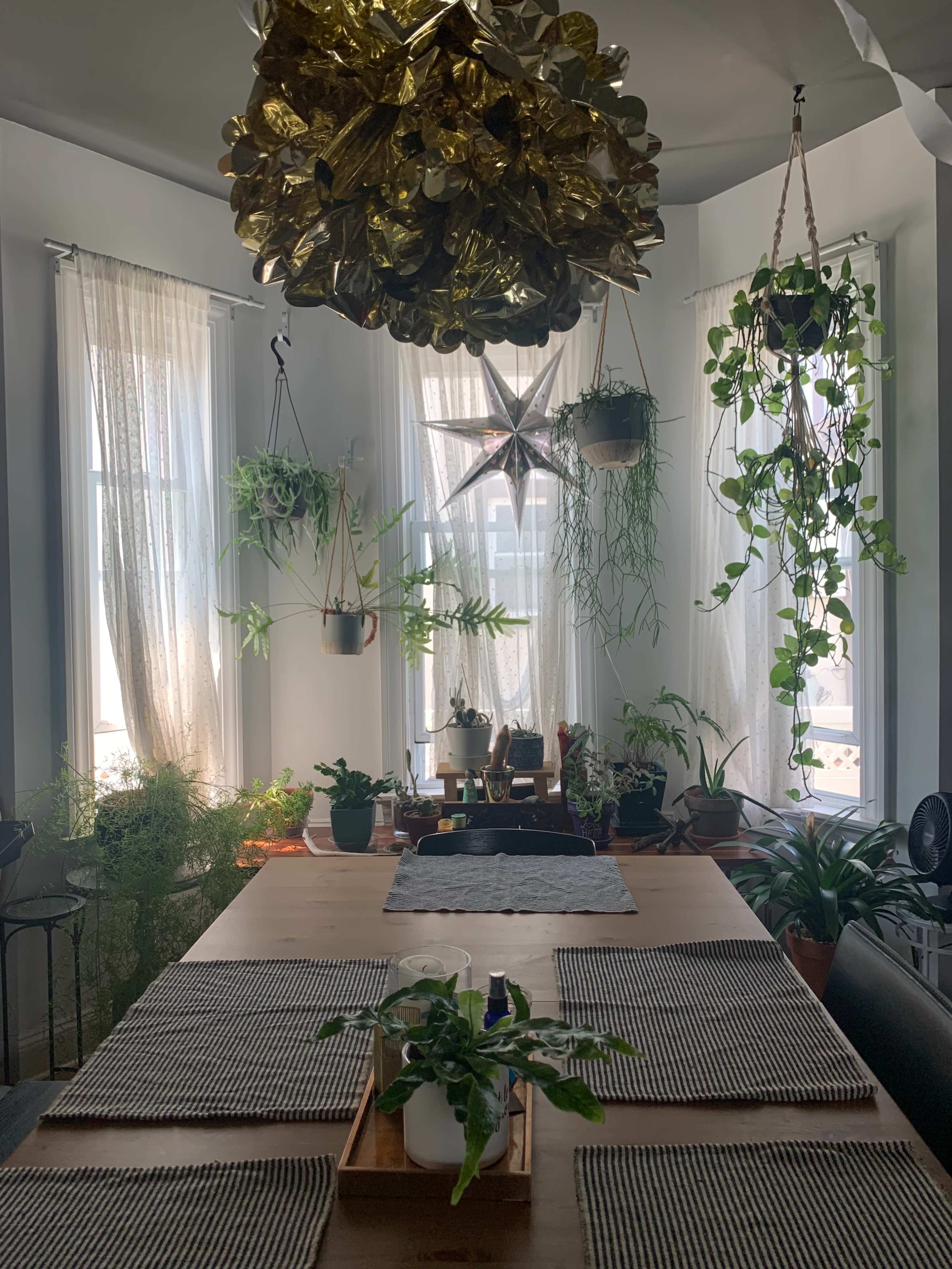 A dining area with a wooden table, various plants hanging and placed on surfaces, and large windows allowing natural light to enter.