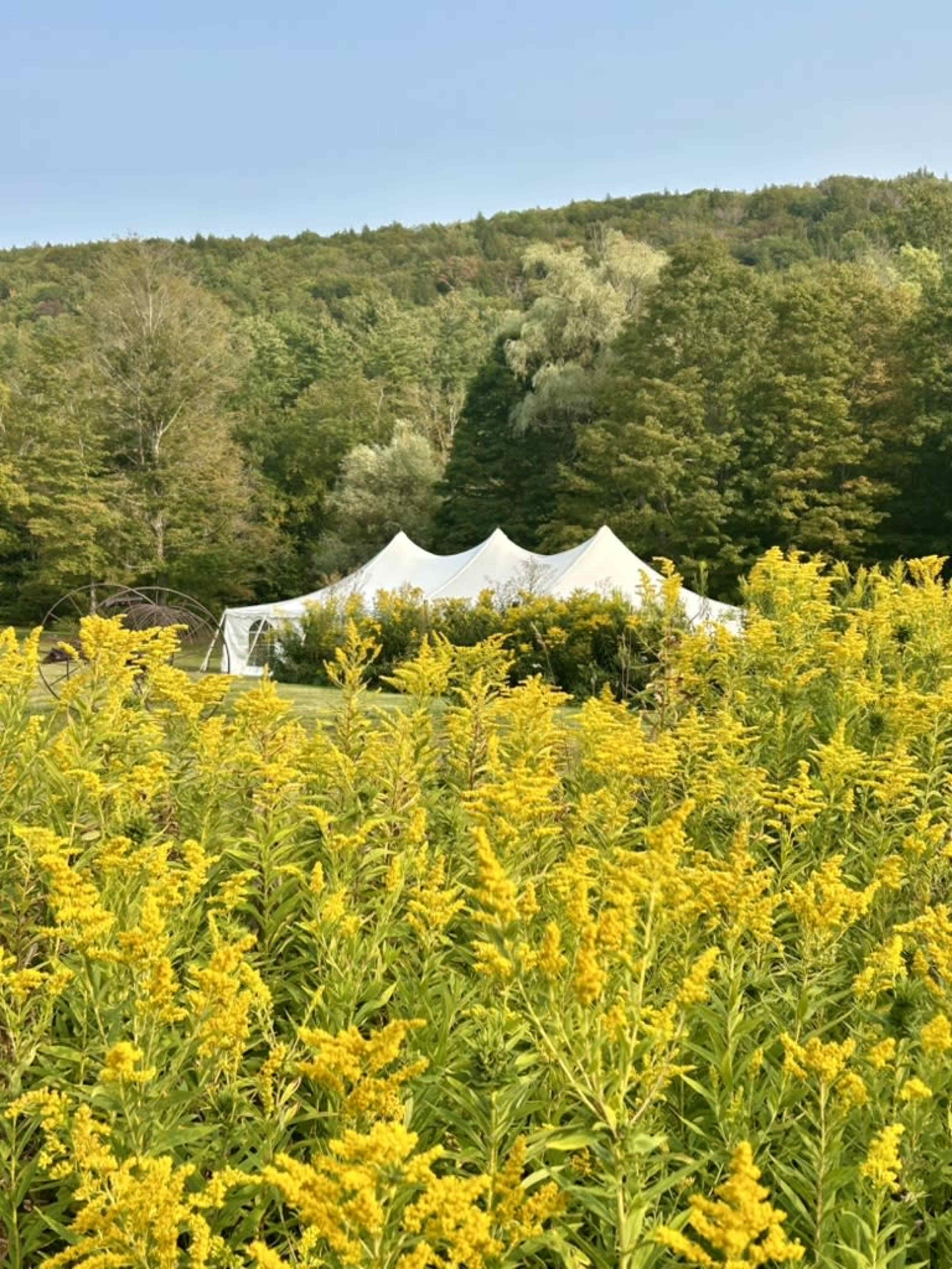 A large white tent is set up in a grassy area surrounded by vibrant yellow flowers and green trees in the background.