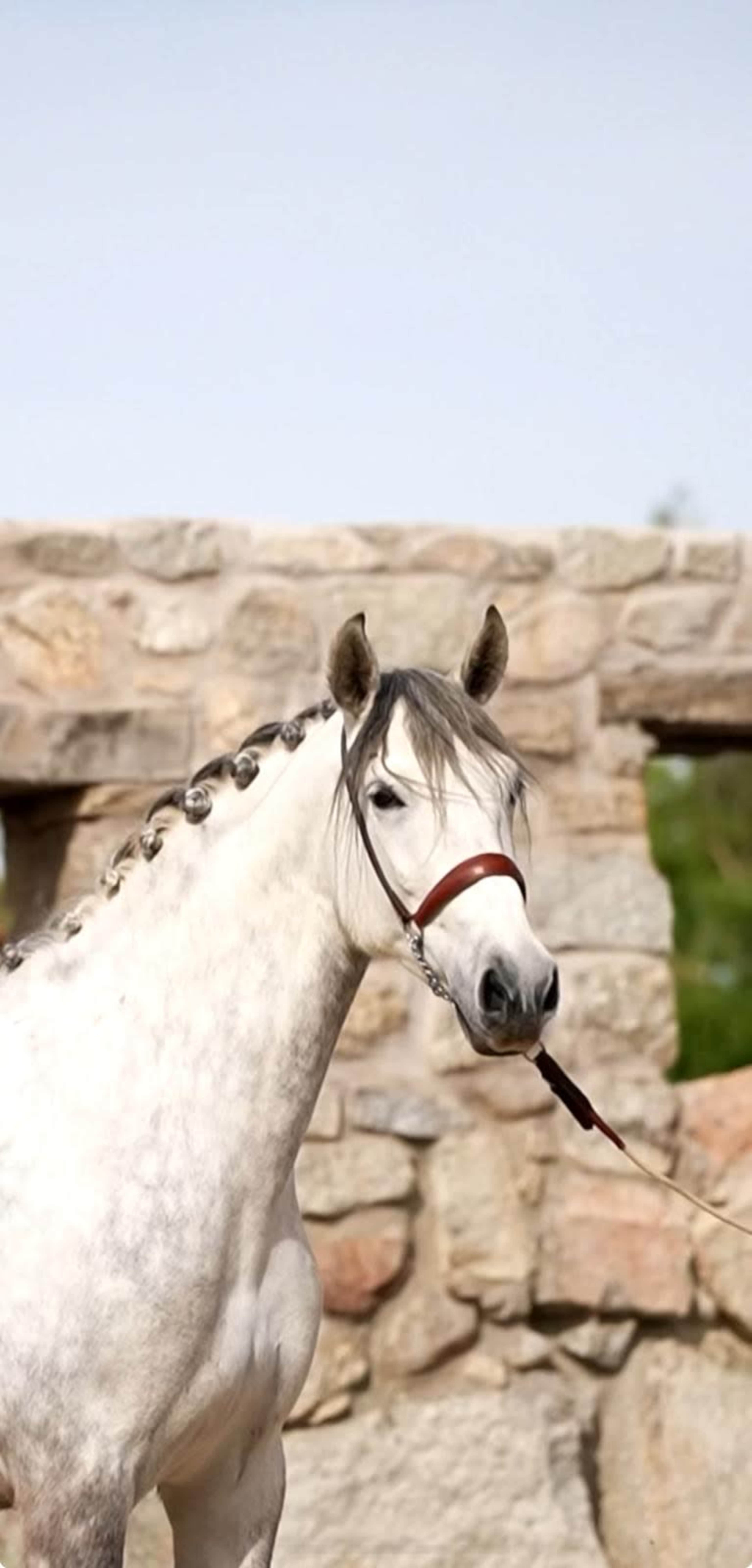A white horse with braided mane stands in front of a stone wall.