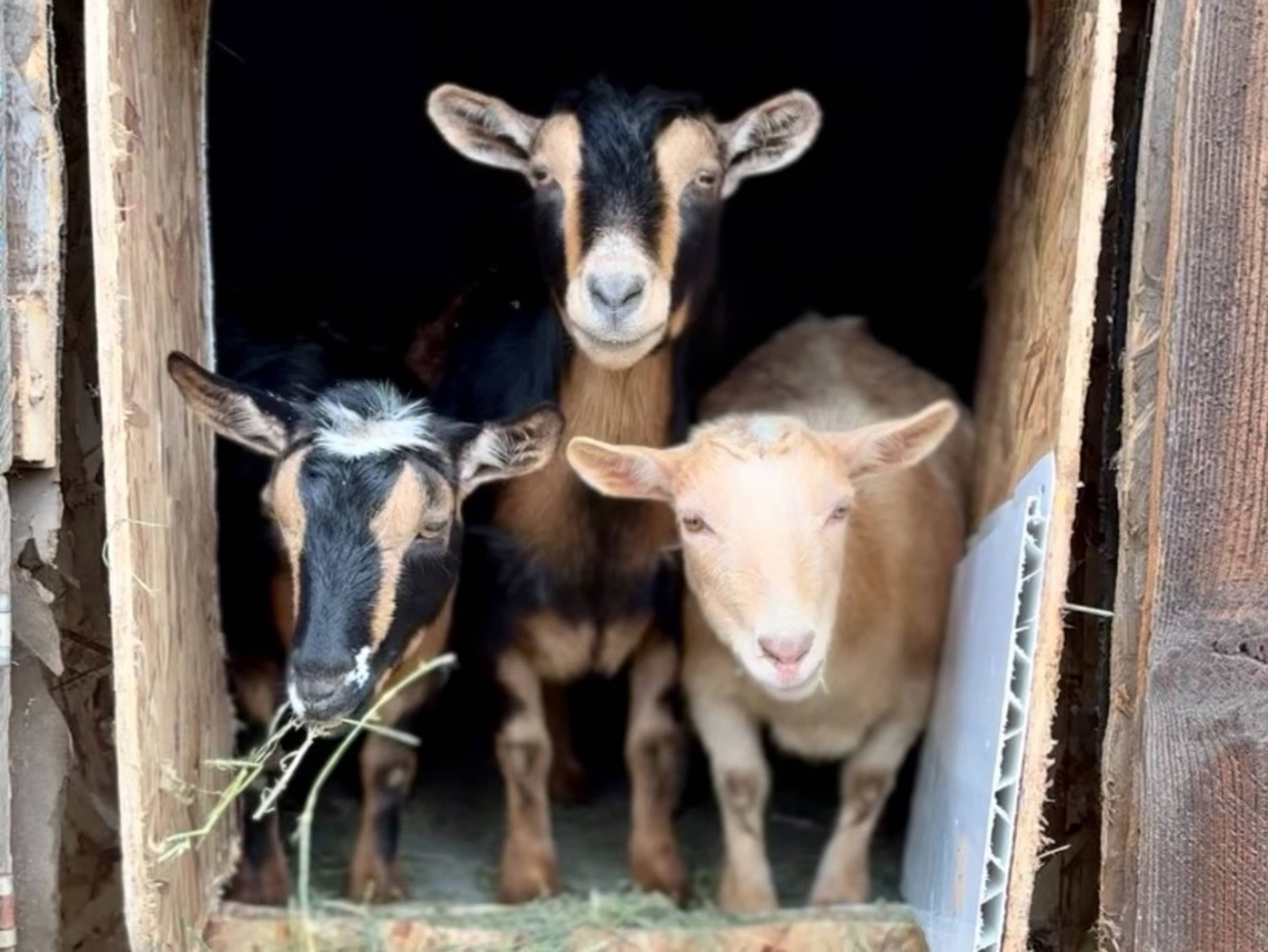 Photos With The Animals