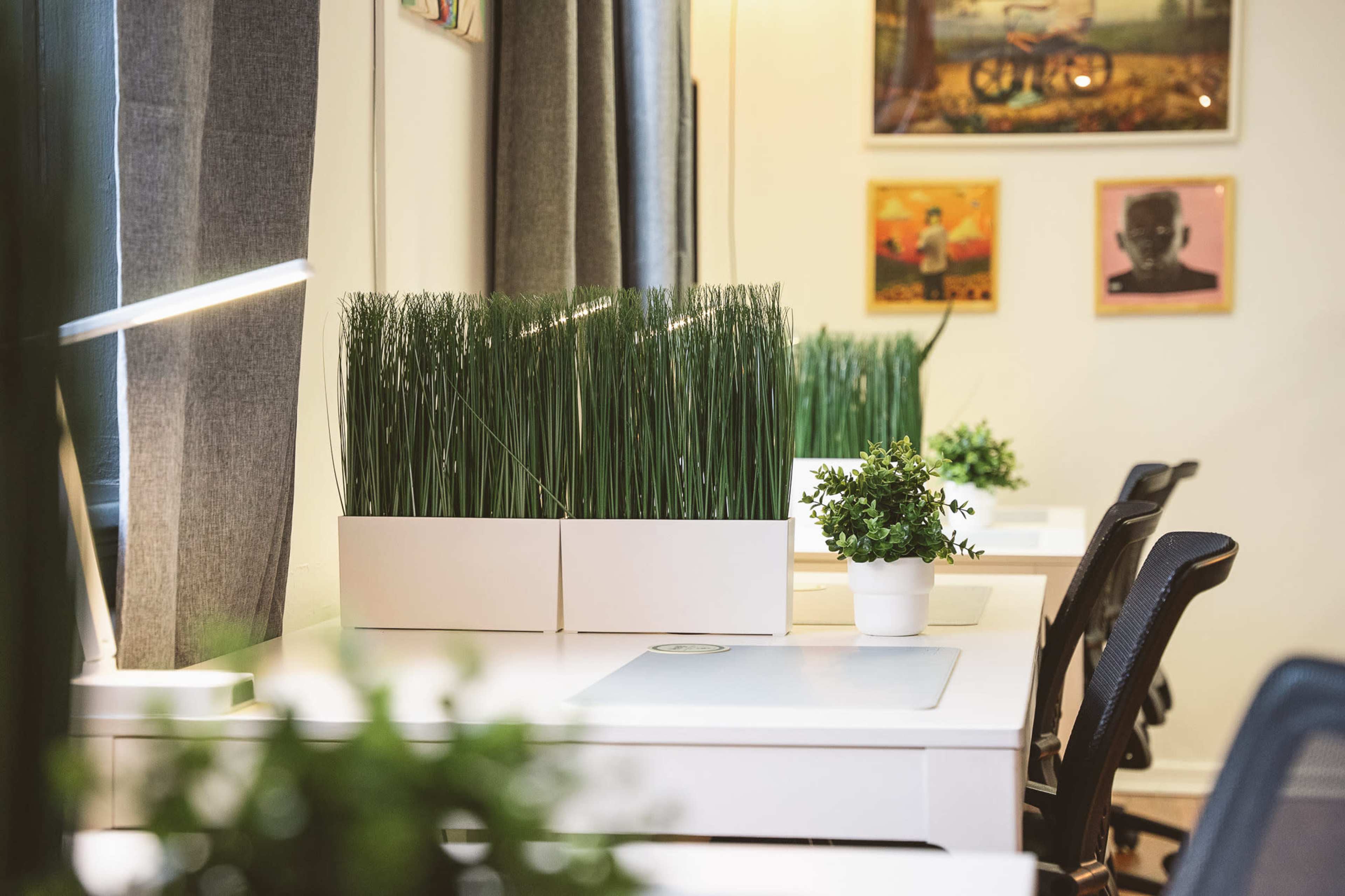 A bright office space with a white desk featuring potted plants and a decorative grass centerpiece, surrounded by office chairs and lined with gray curtains.