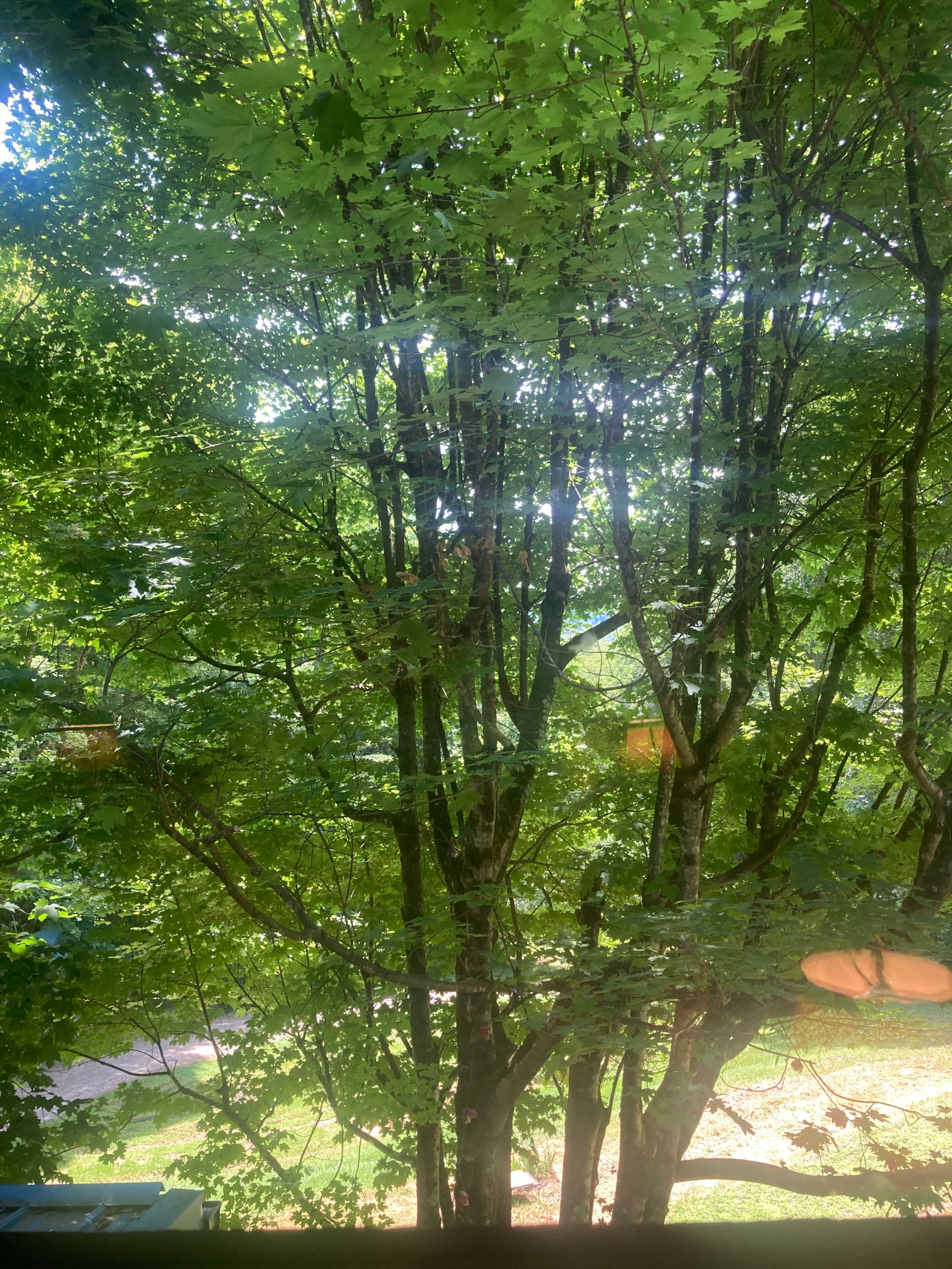 A dense cluster of green tree branches and leaves with sunlight filtering through.