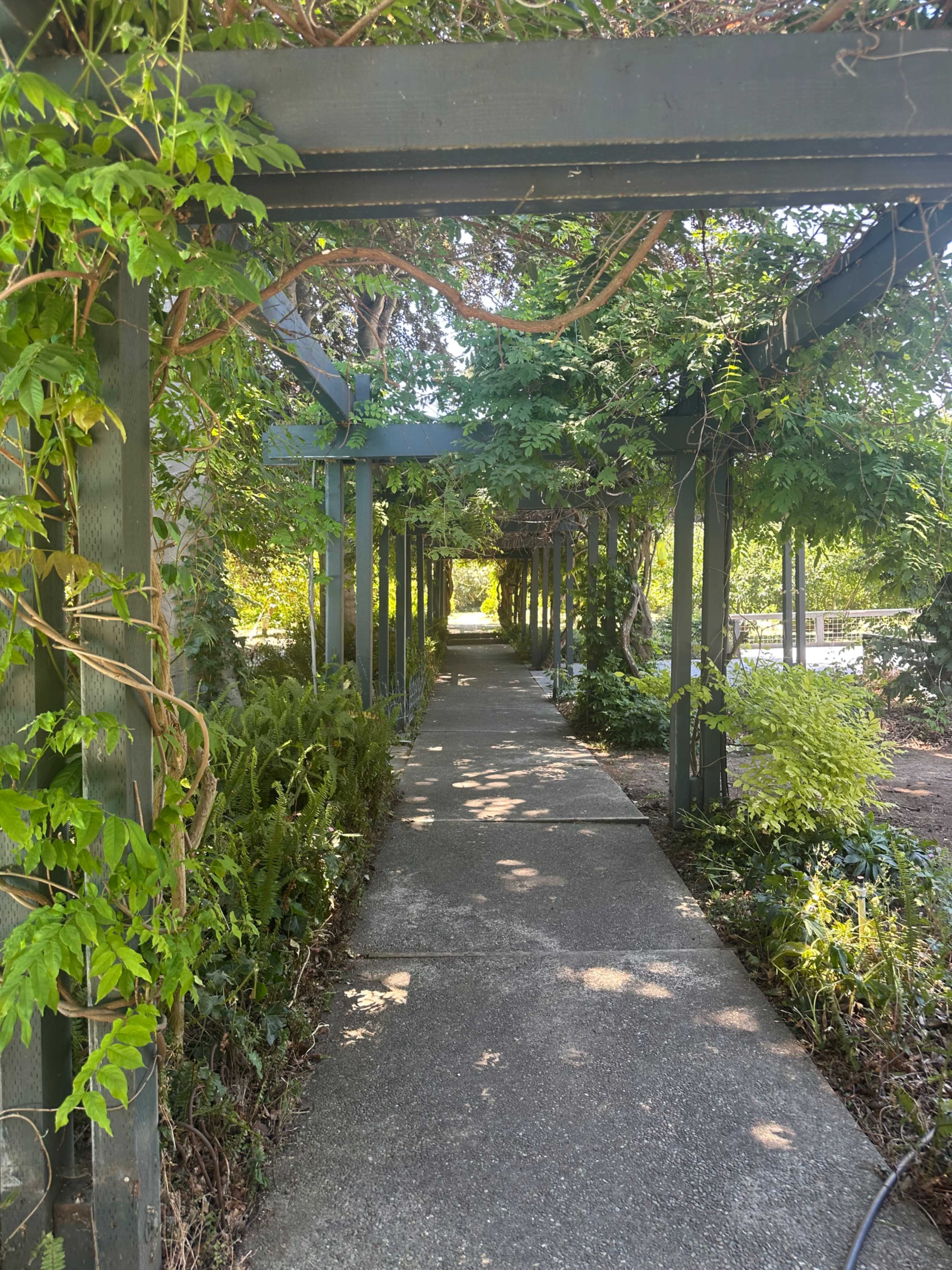 A concrete pathway runs through a green arbor covered with vines and surrounded by lush foliage.