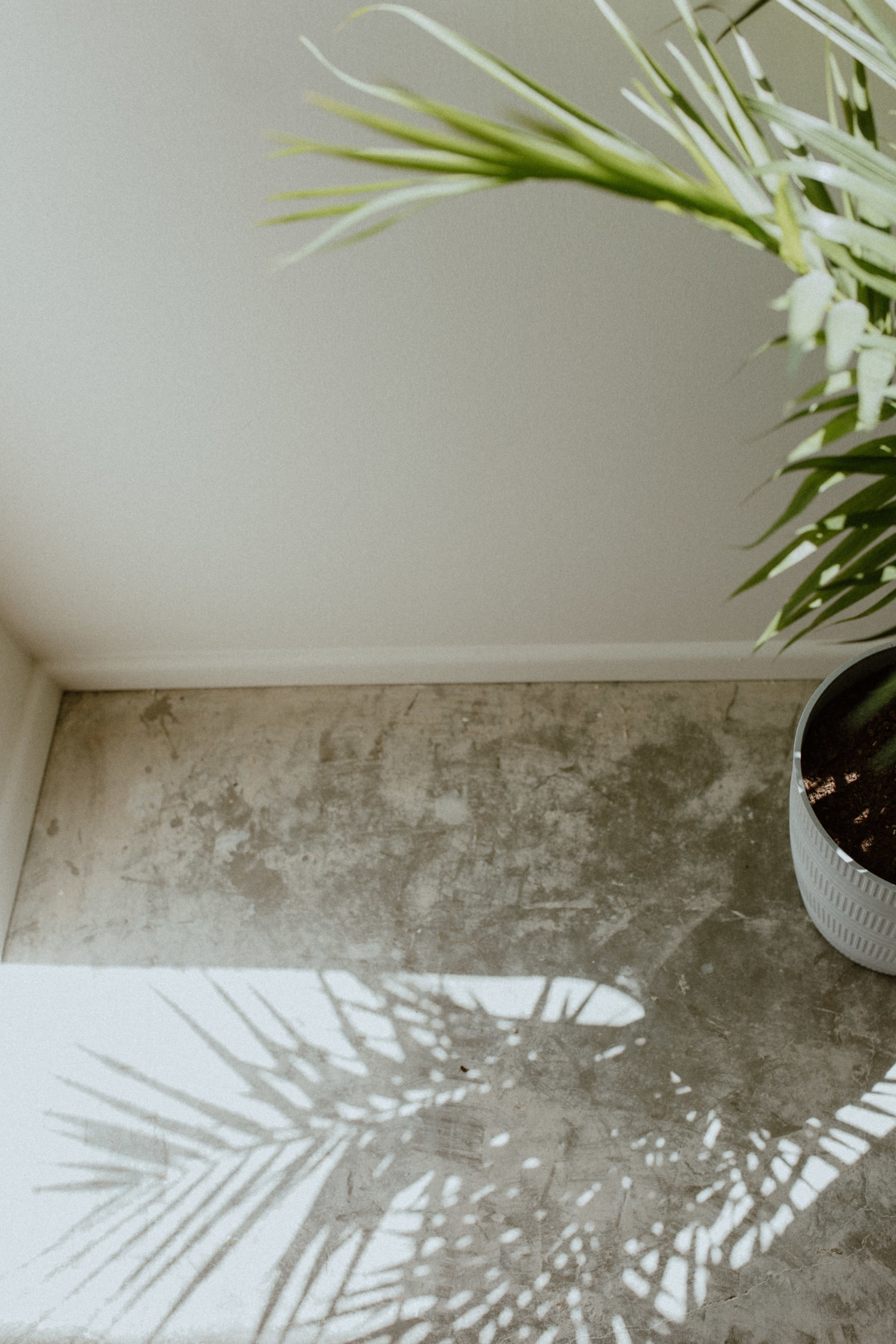 A potted plant casts a shadow on a concrete floor in a bright room.