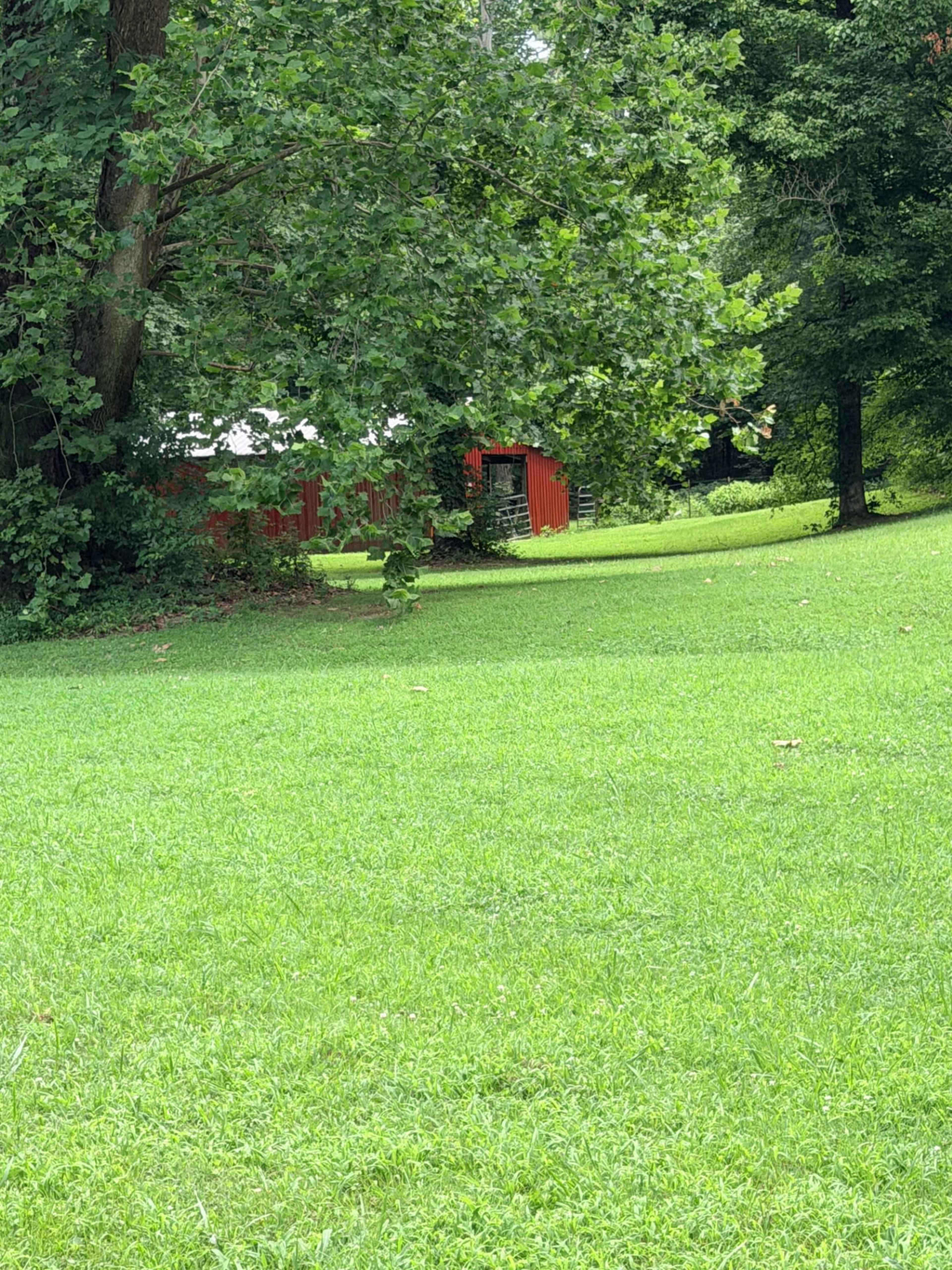 A red barn is partially obscured by trees in a grassy field.