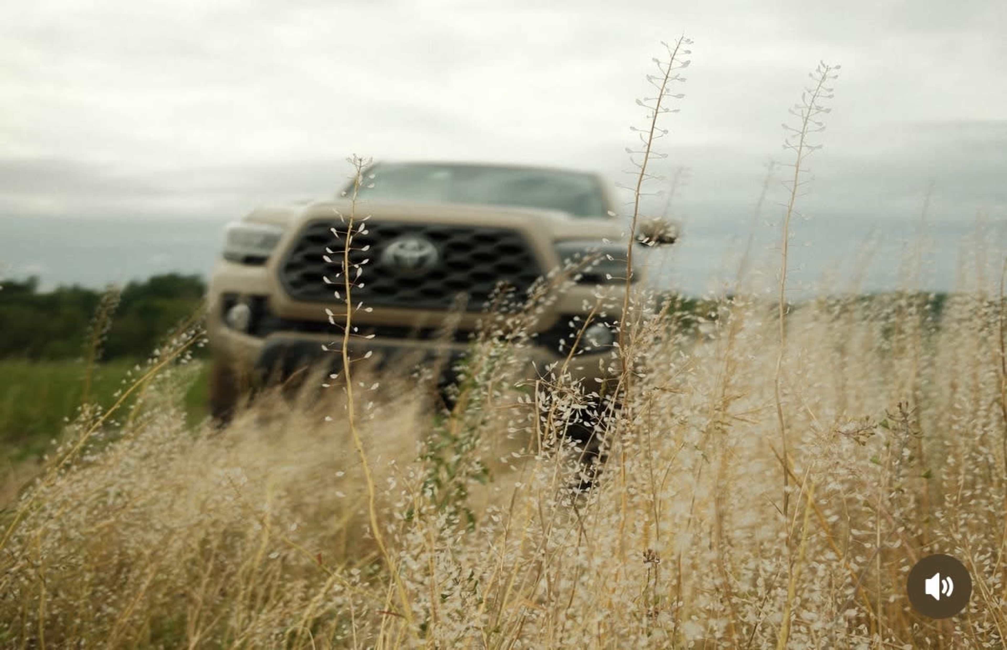A Toyota truck is partially obscured by tall, dry grasses under an overcast sky.