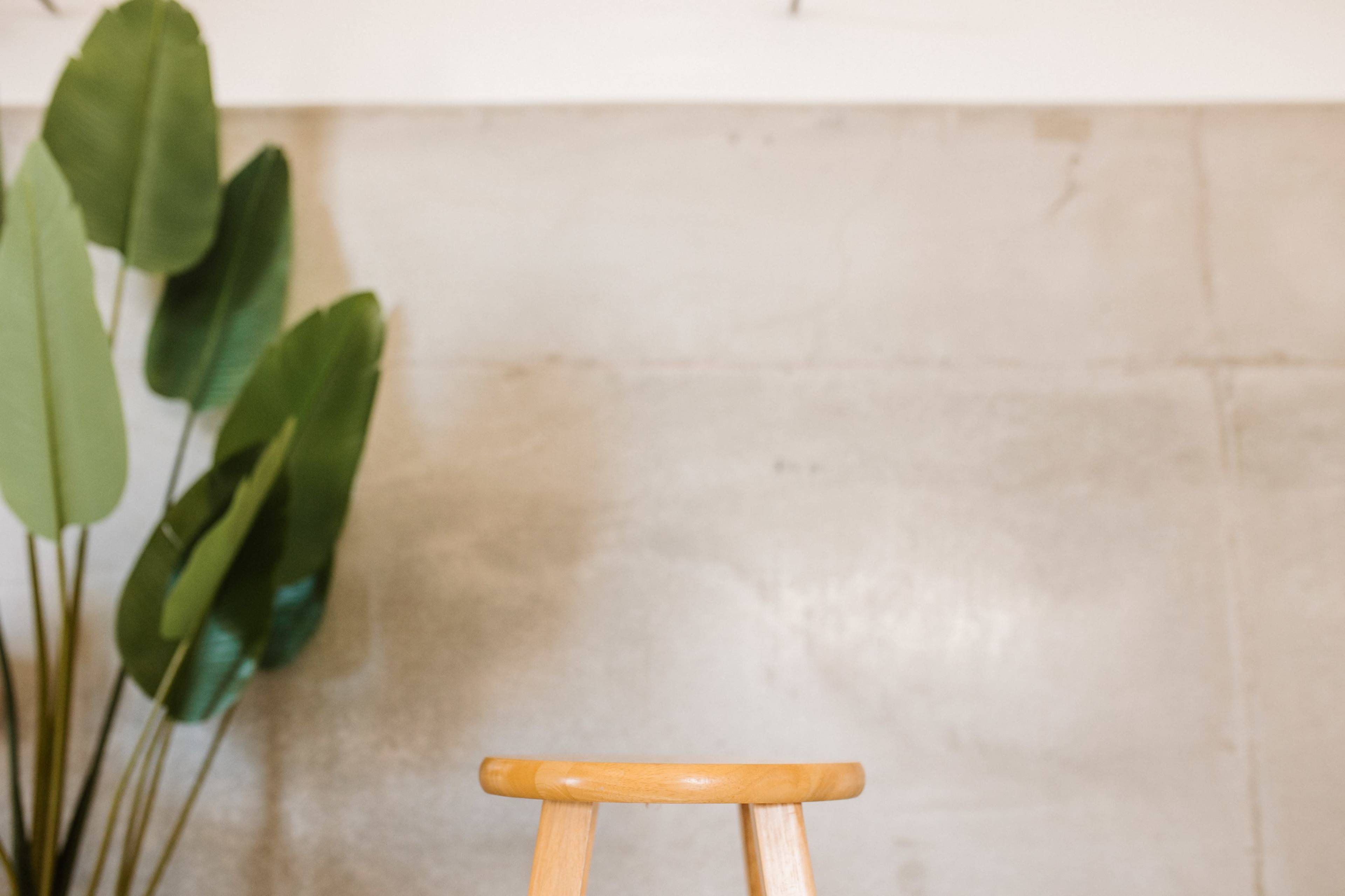 A wooden stool stands in front of a concrete wall, accompanied by large green leaves on the left.