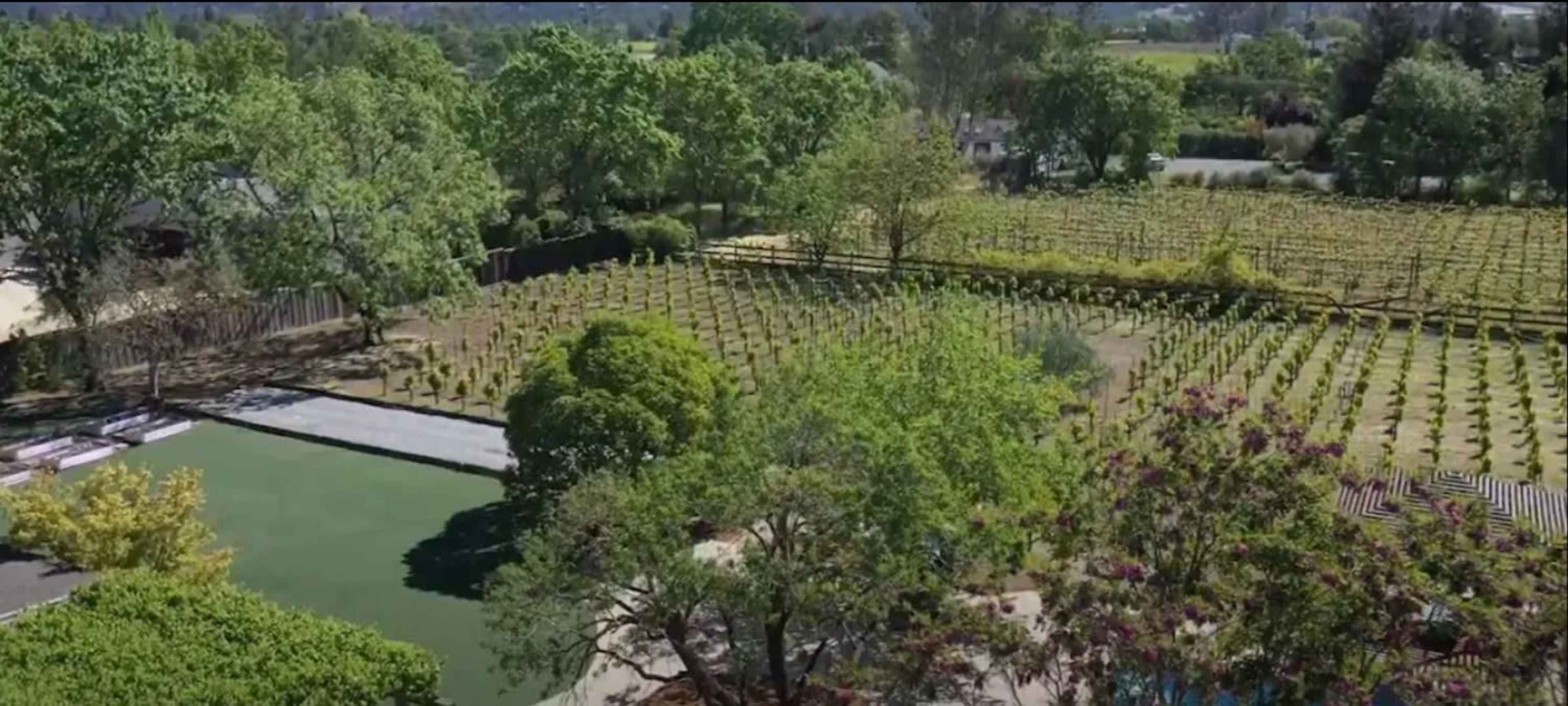 A vineyard landscape with neatly arranged rows of grapevines, surrounded by lush greenery and trees.
