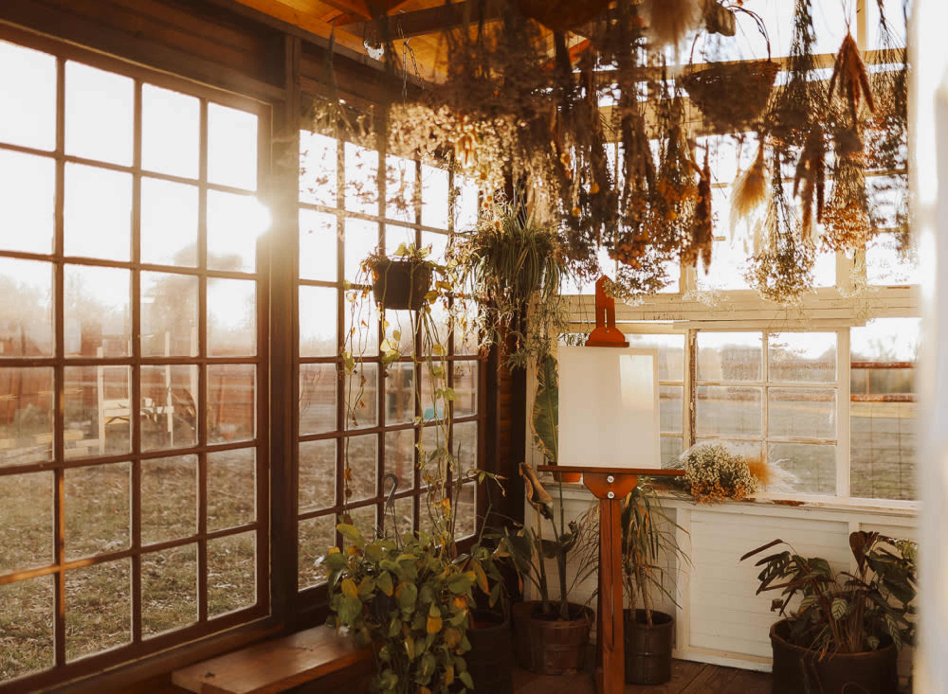A sunlit greenhouse with large windows, hanging dried plants, and potted greenery.