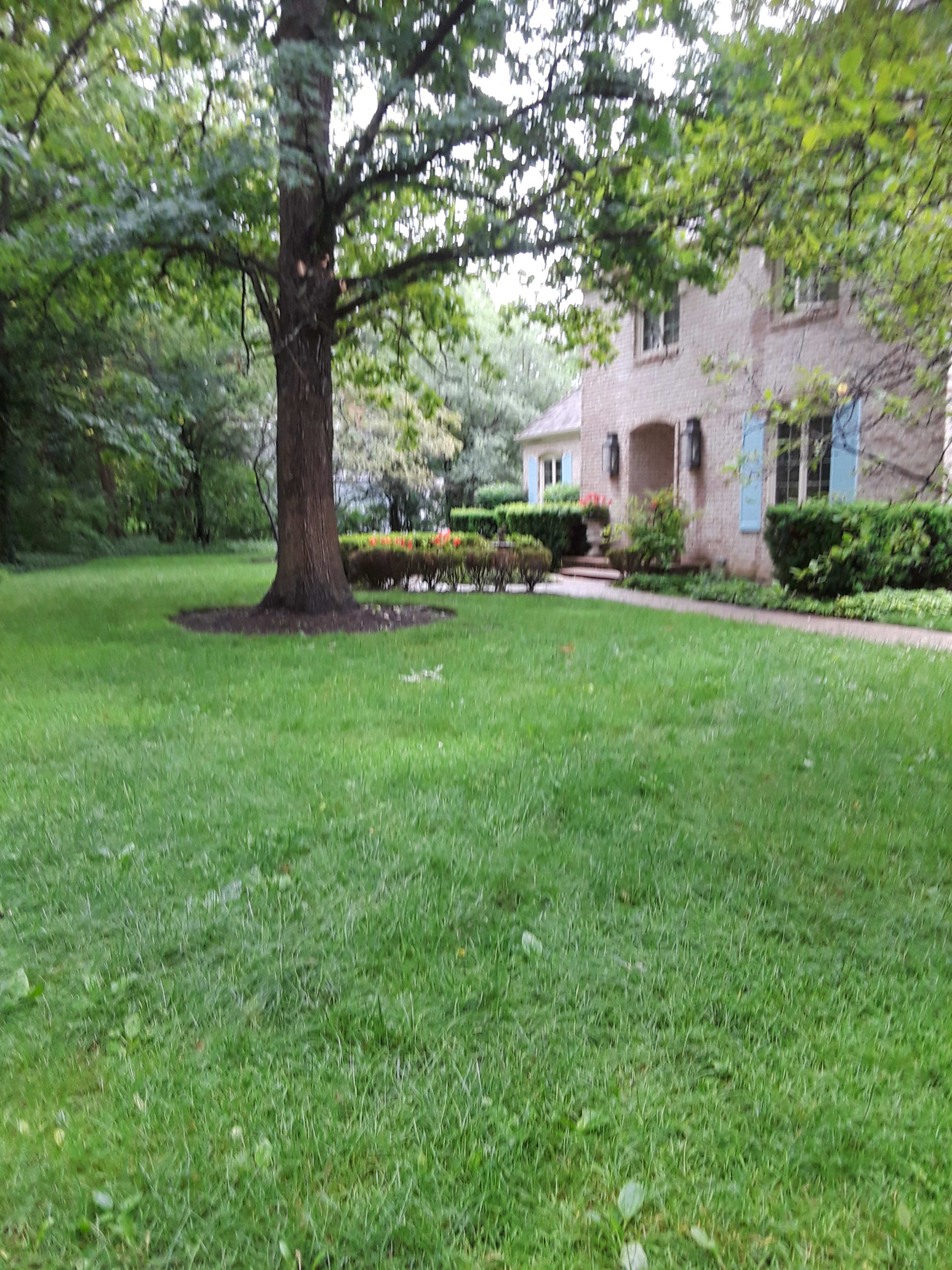 A large tree stands in a grassy area in front of a two-story brick house with blue shutters and landscaped shrubs.