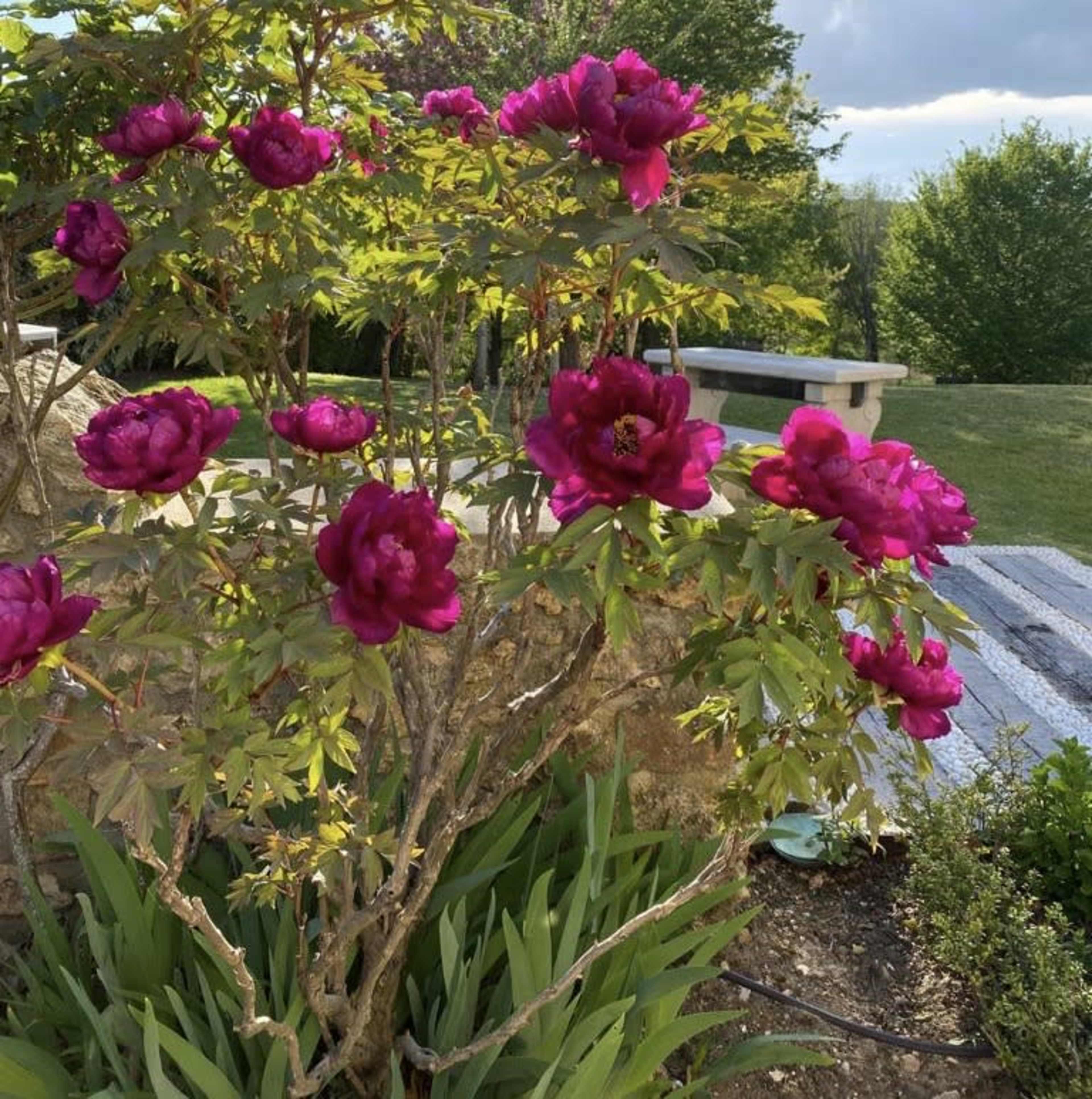 A cluster of vibrant pink peonies blooms on a bush in a garden setting.