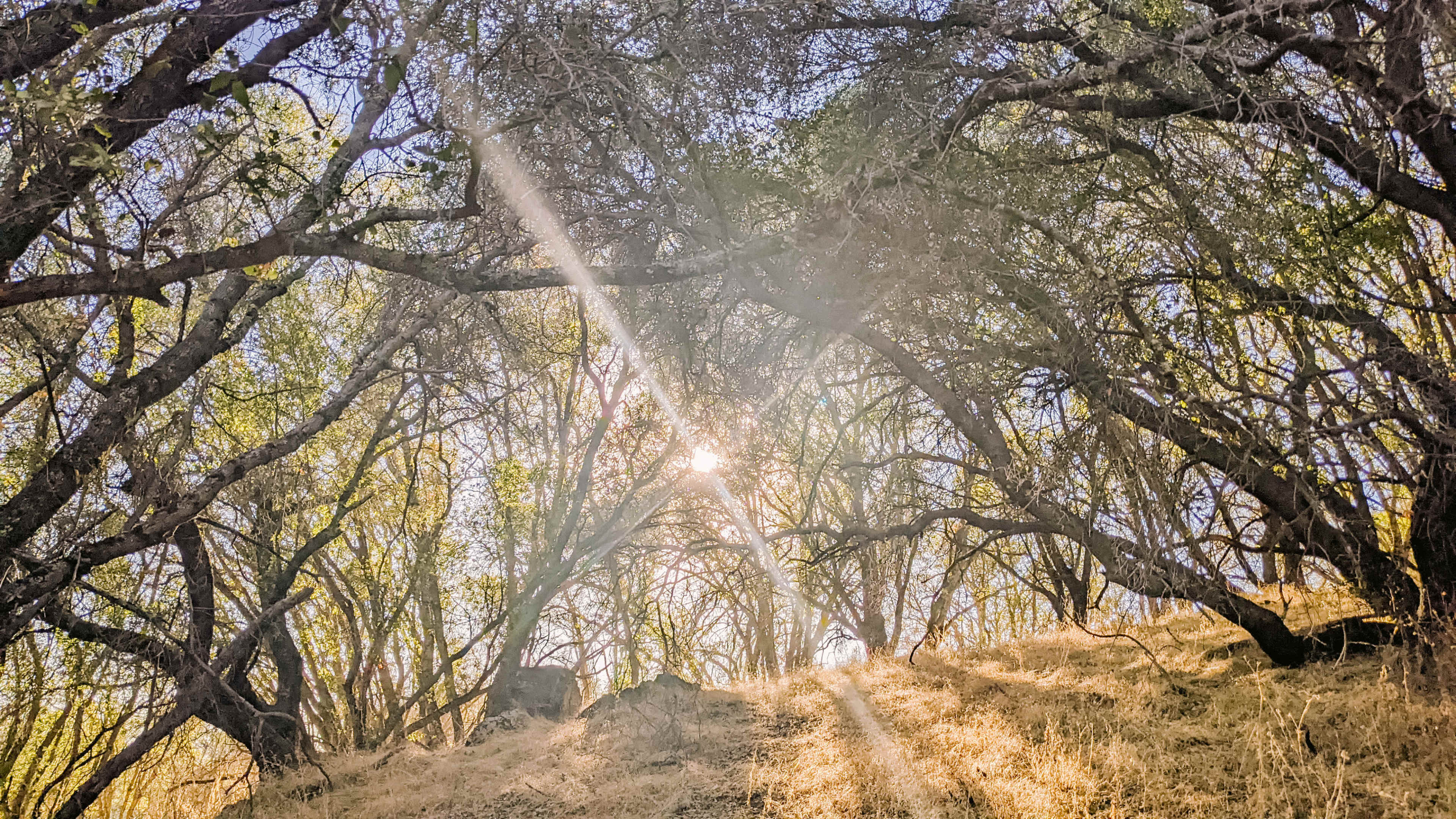 Sunlight filters through the branches of trees on a hillside, casting rays onto the dry ground.