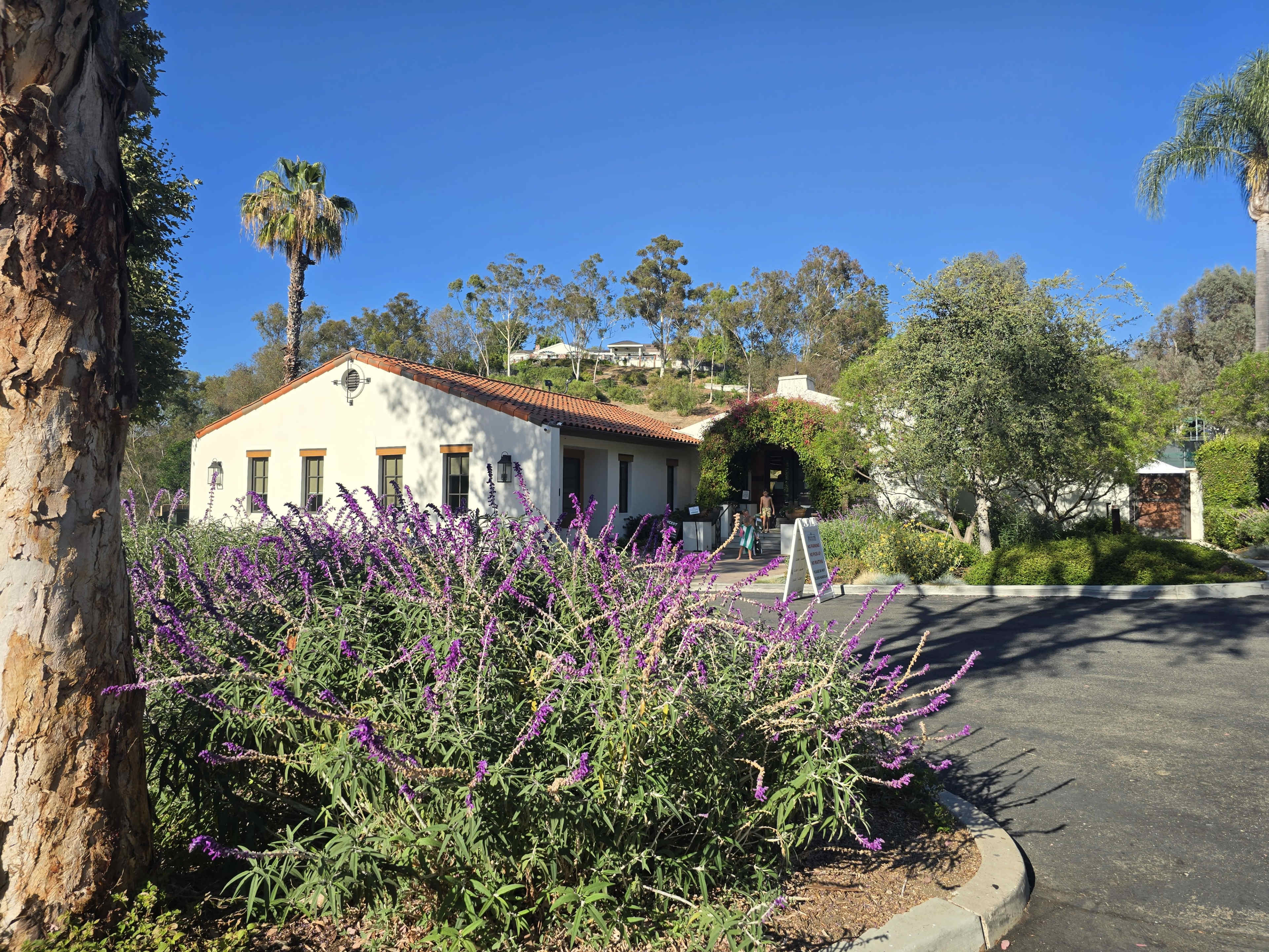 The image shows a landscaped area with blooming purple flowers in the foreground, leading to a white building with a red-tiled roof and palm trees, set against a clear blue sky.