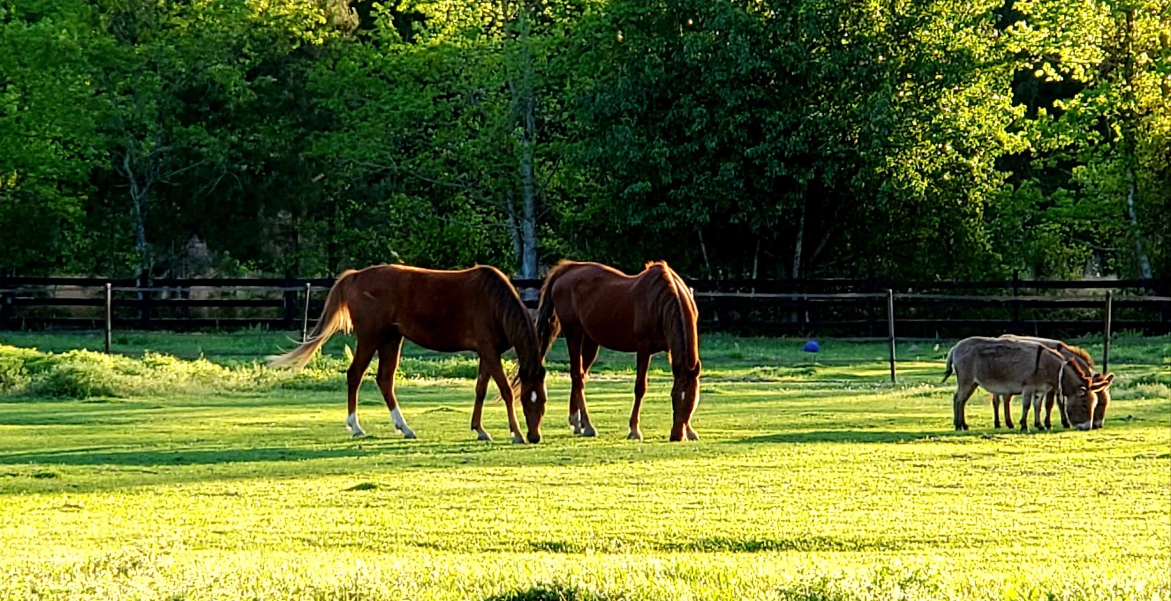 Two horses graze in a green pasture while a donkey stands nearby.