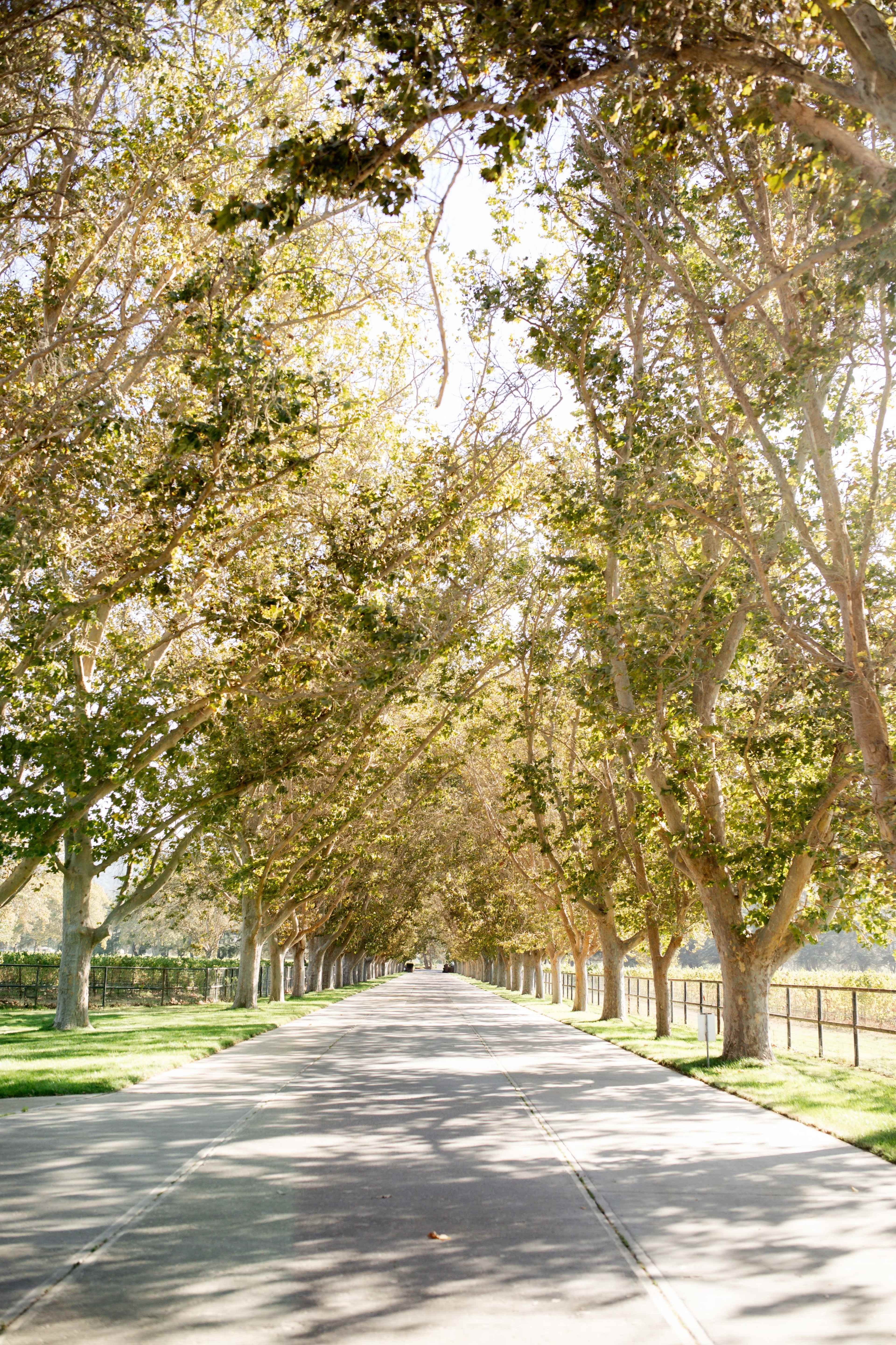 Santa Ynez Valley vineyard and horse ranch Image in , solvang, AS