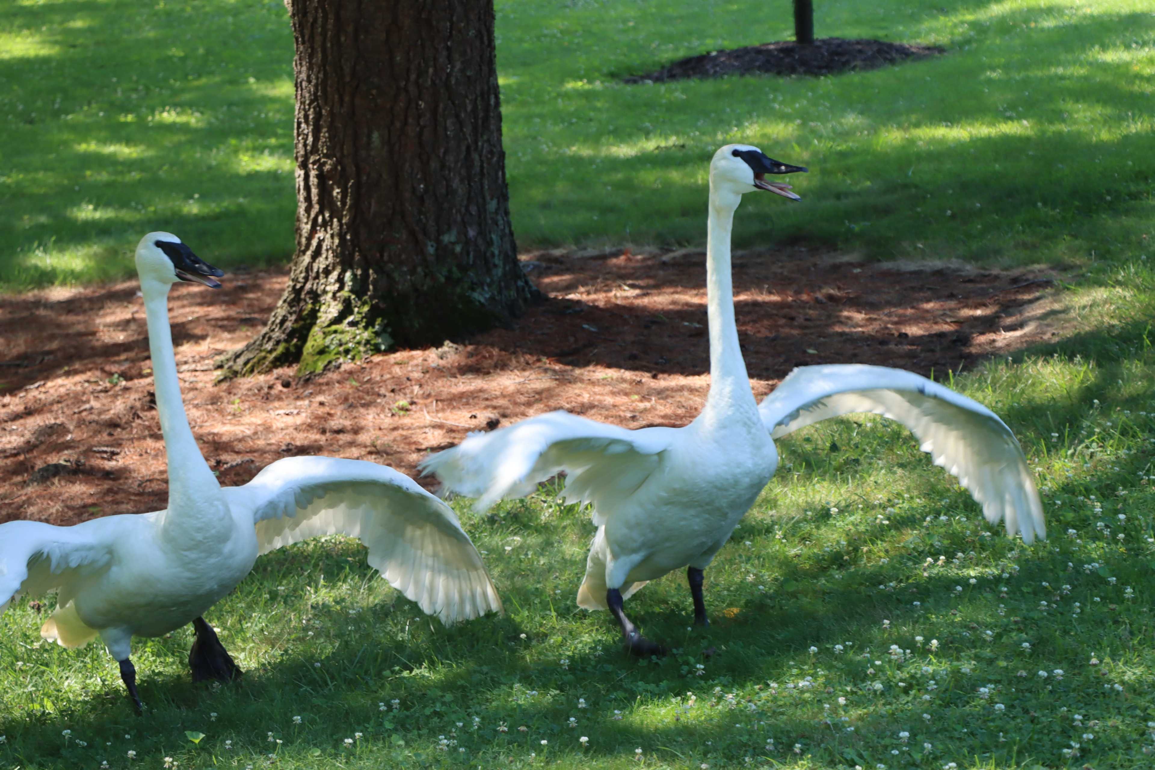 Two swans are walking on the grass near a tree, with one swan stretching its wings.