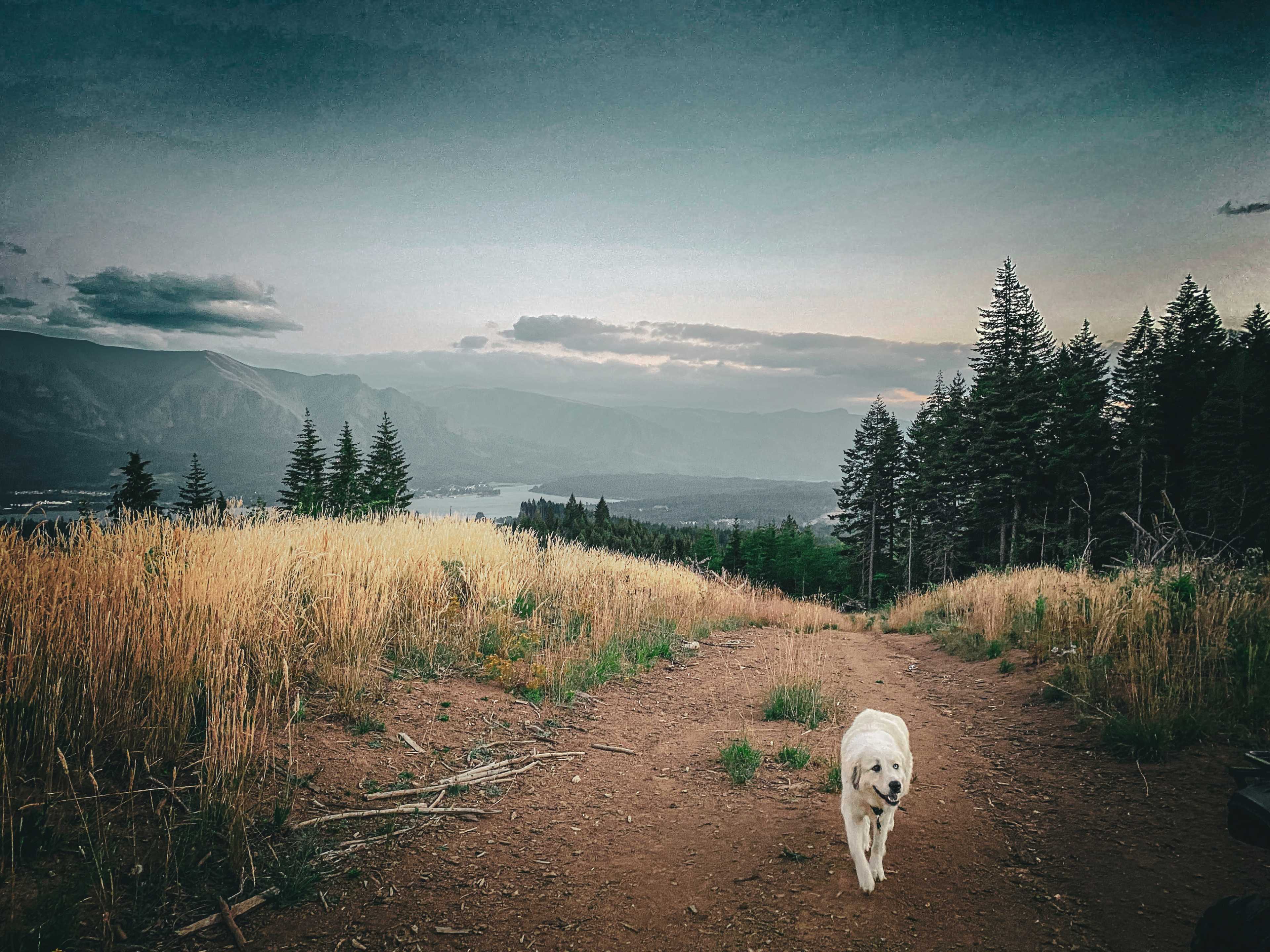 A golden retriever walks along a dirt trail surrounded by tall grass and pine trees, with mountains and a lake visible in the distance.