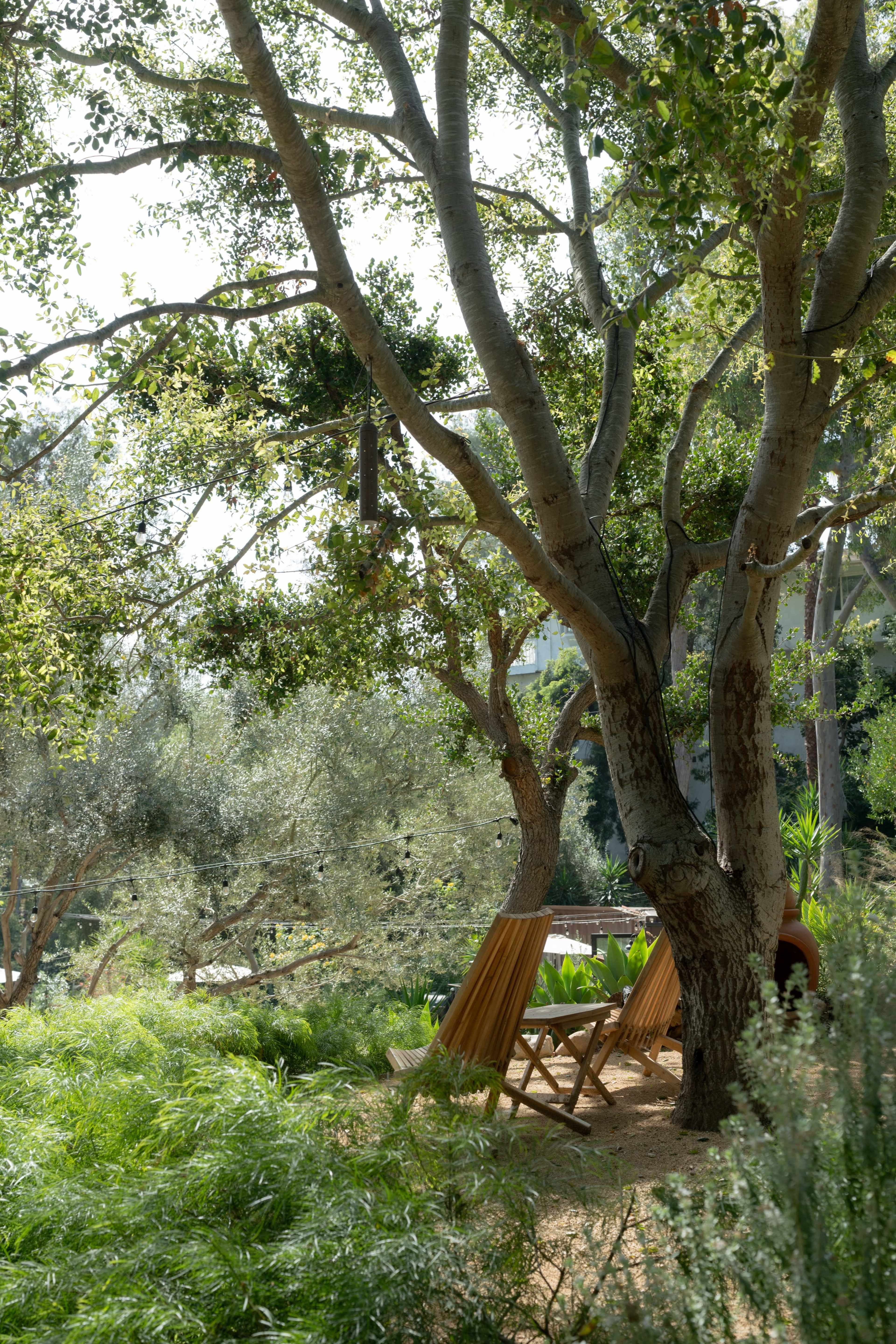 Two wooden loungers sit beneath a large tree in a sunny garden surrounded by greenery.
