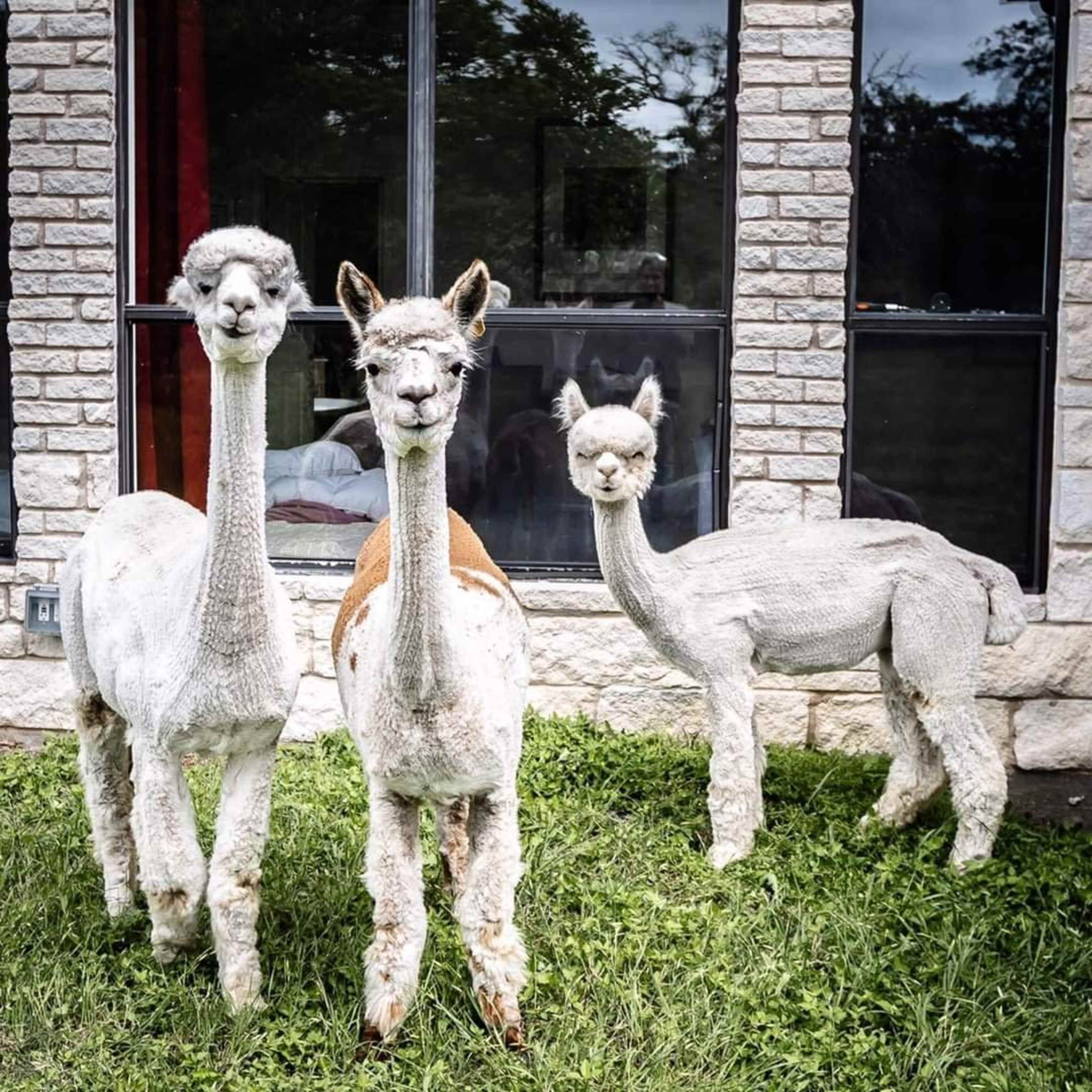 Three alpacas stand in front of a stone building, with large windows in the background.