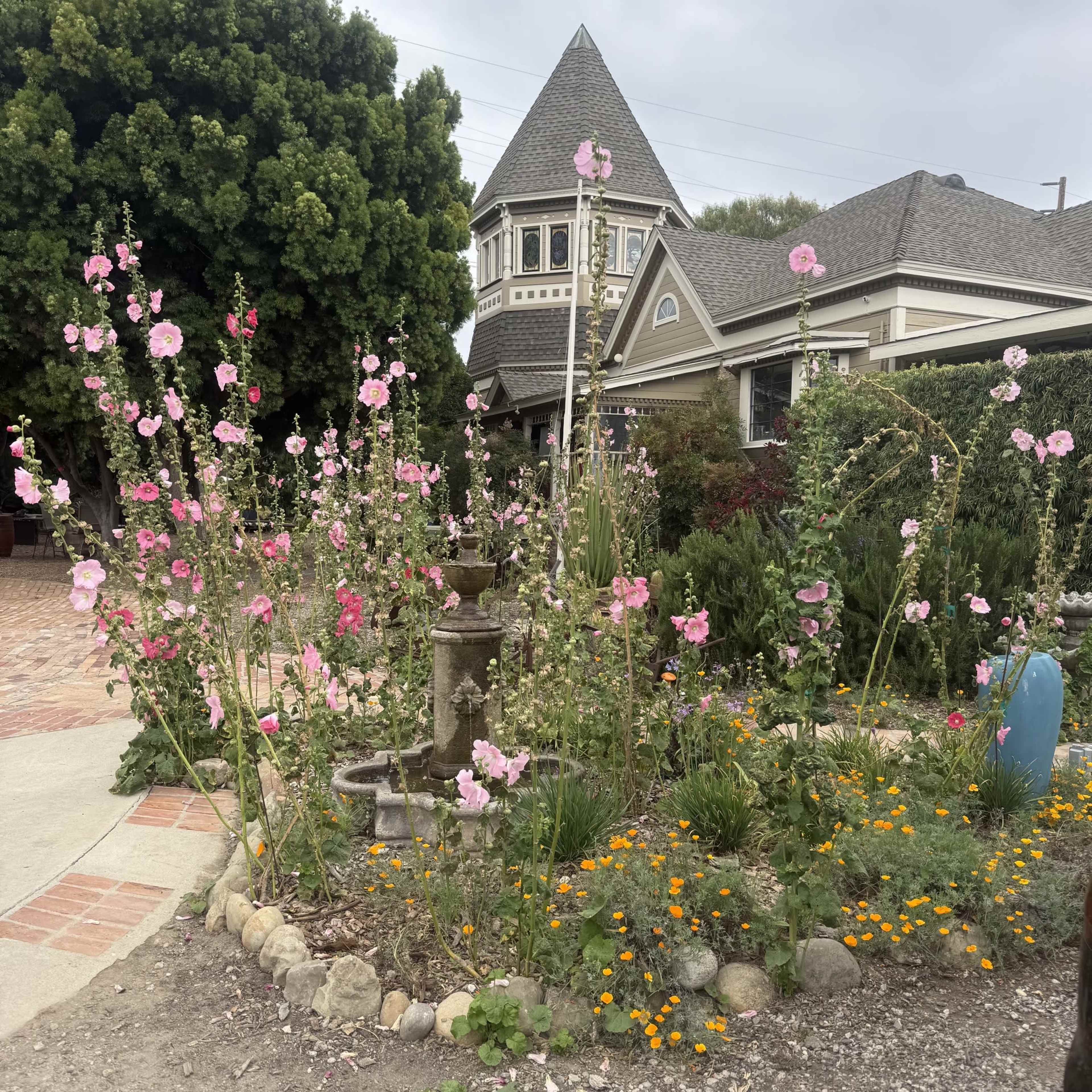 A garden filled with pink flowers surrounds a stone fountain in front of a Victorian-style house.