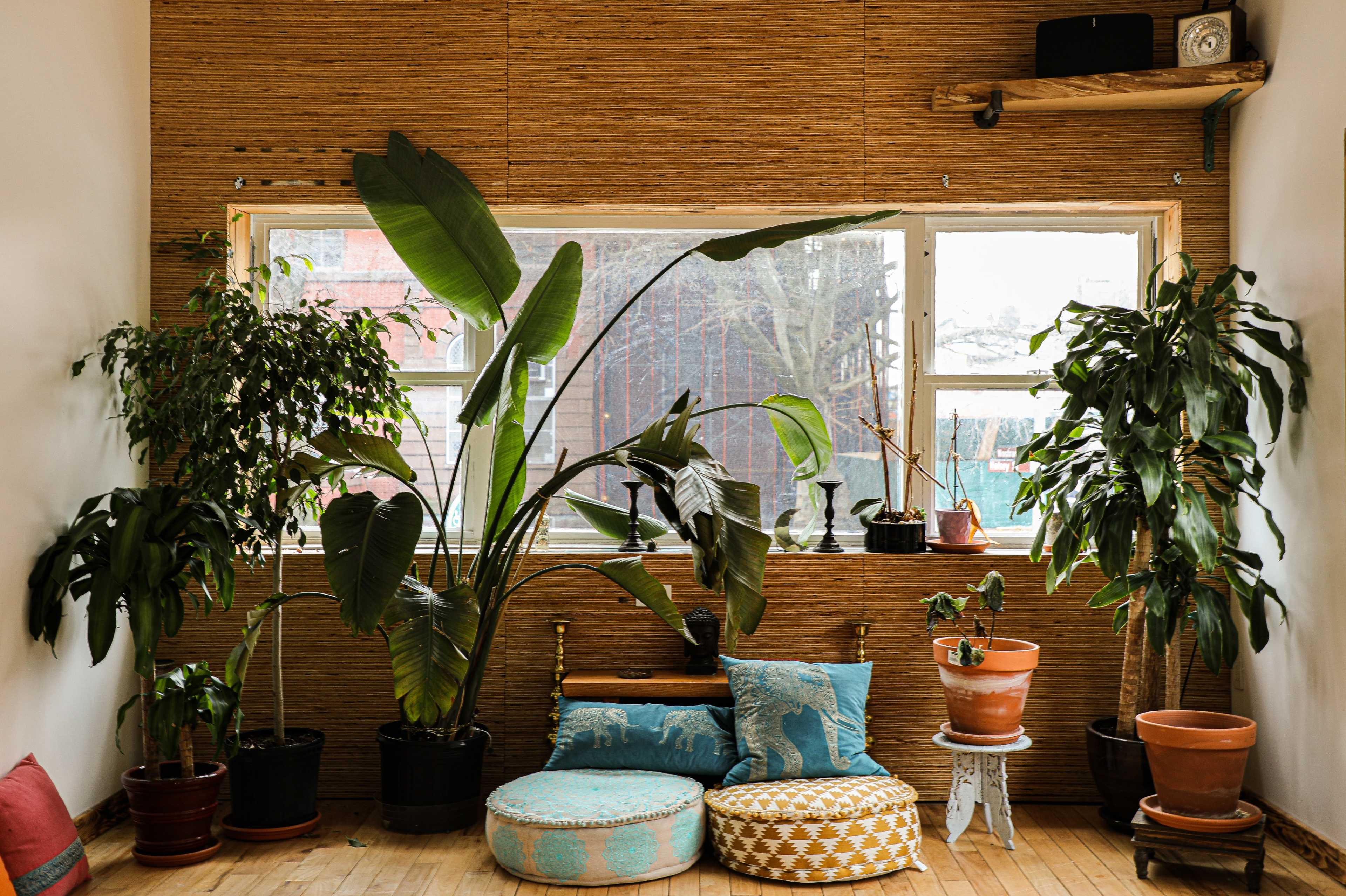 A cozy room featuring large plants near a window, with a bed adorned with patterned cushions and a small table beside it.