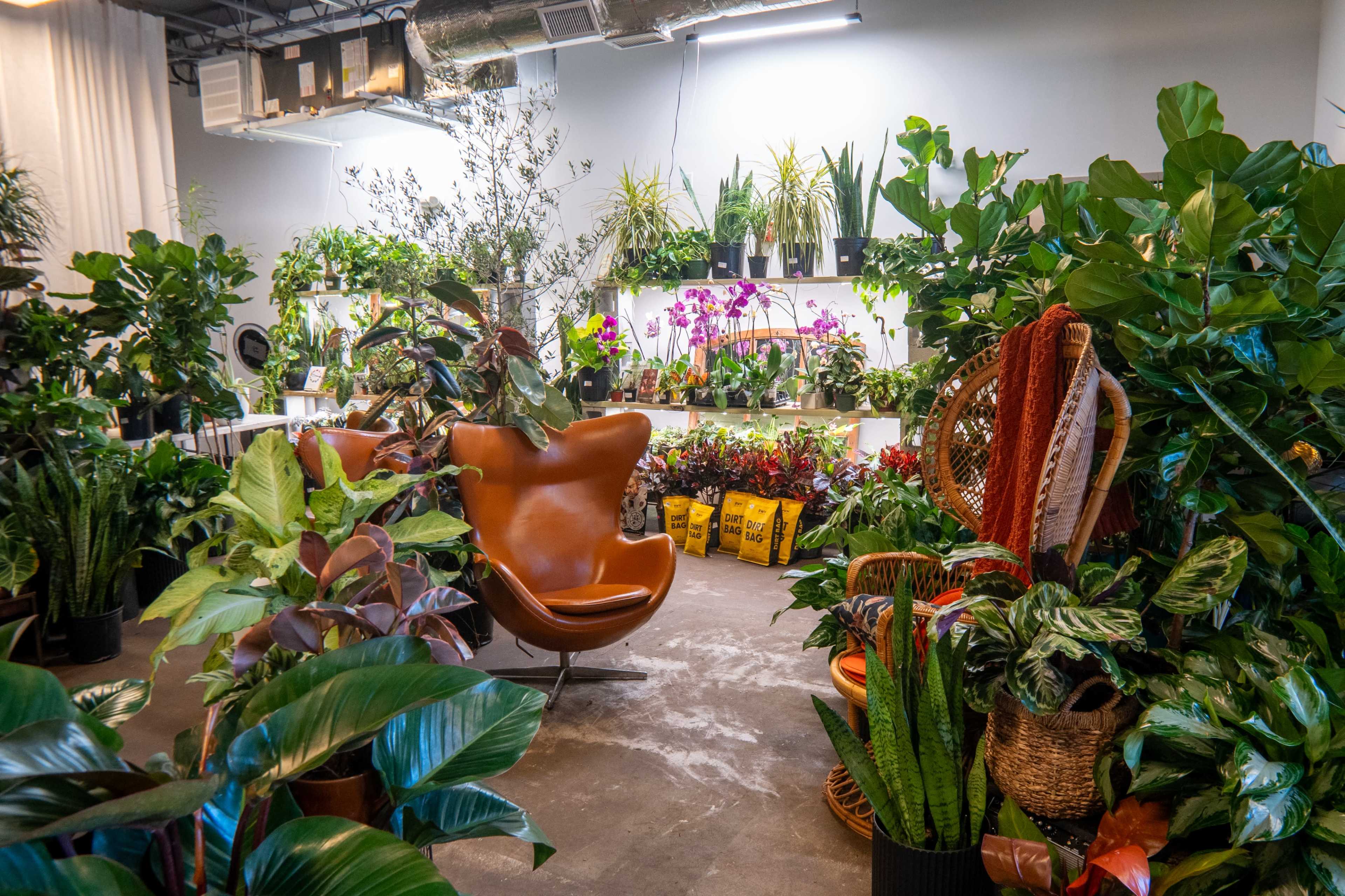 The image shows a room filled with various indoor plants and a brown chair surrounded by greenery and decorative items.