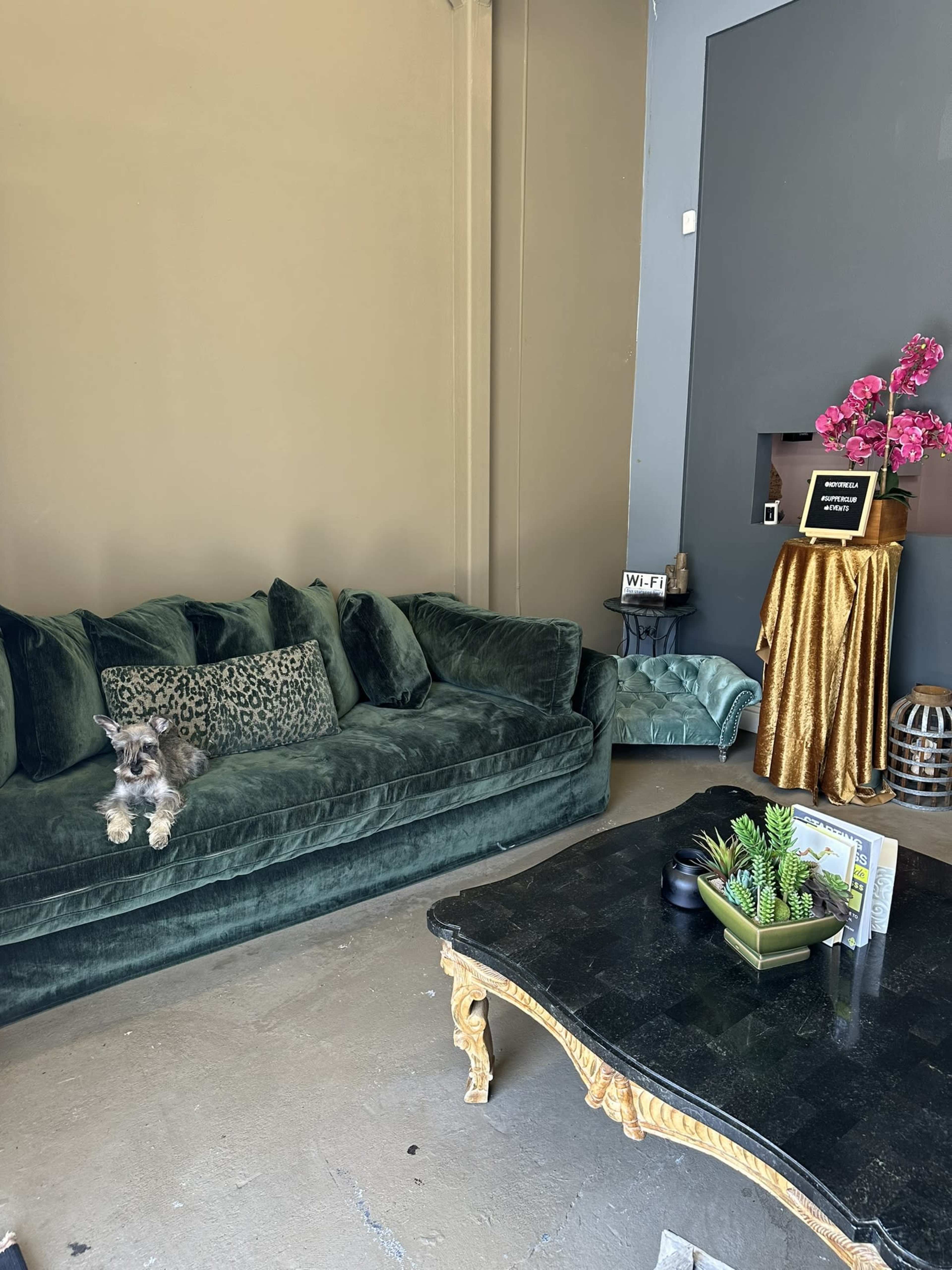 A green velvet couch with a dog resting on it is positioned next to a gold table with decorative items in an indoor setting.