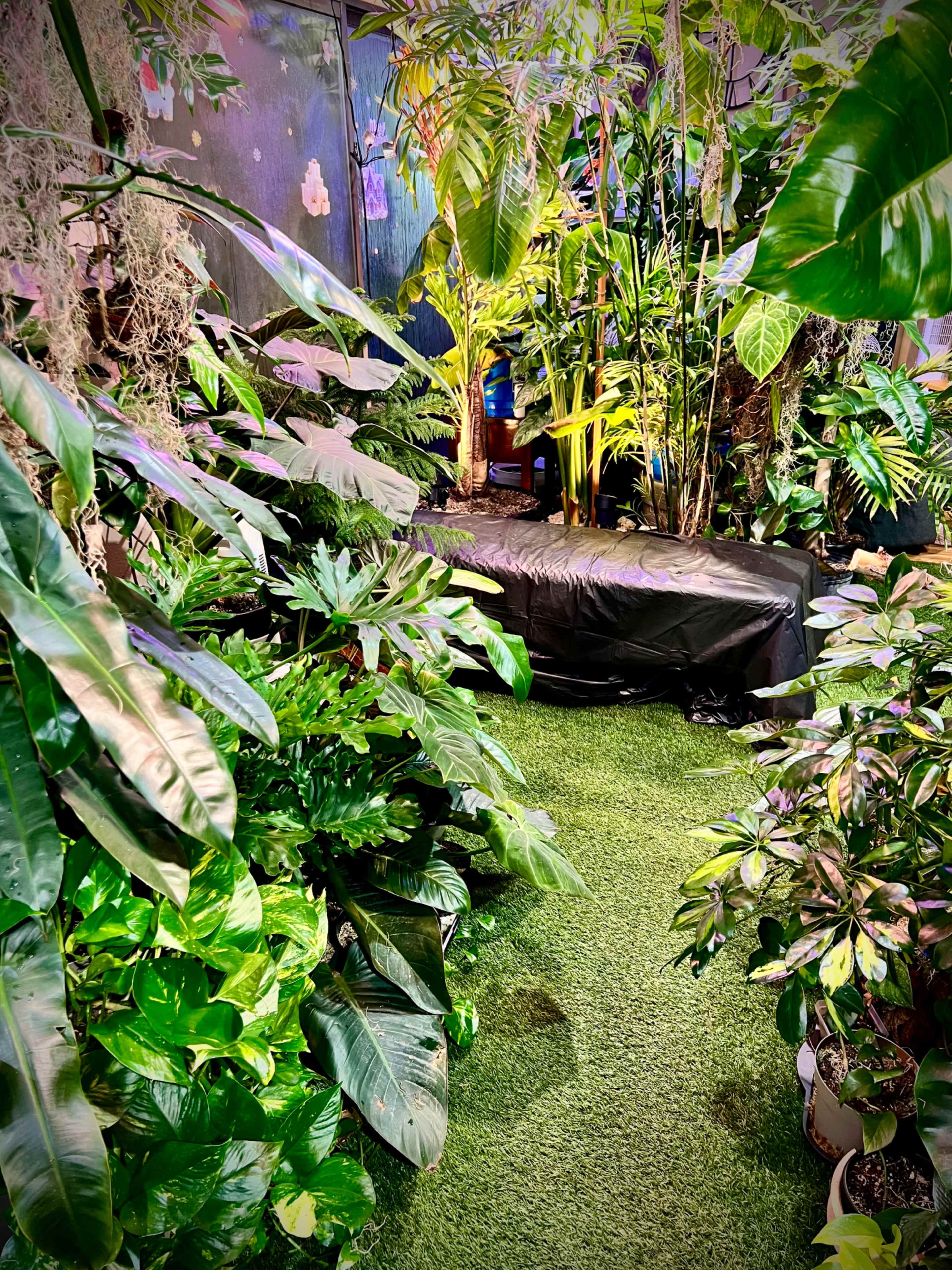INDOOR JUNGLE!🌿 Image in Summer Valley Ranch, Aurora, CO