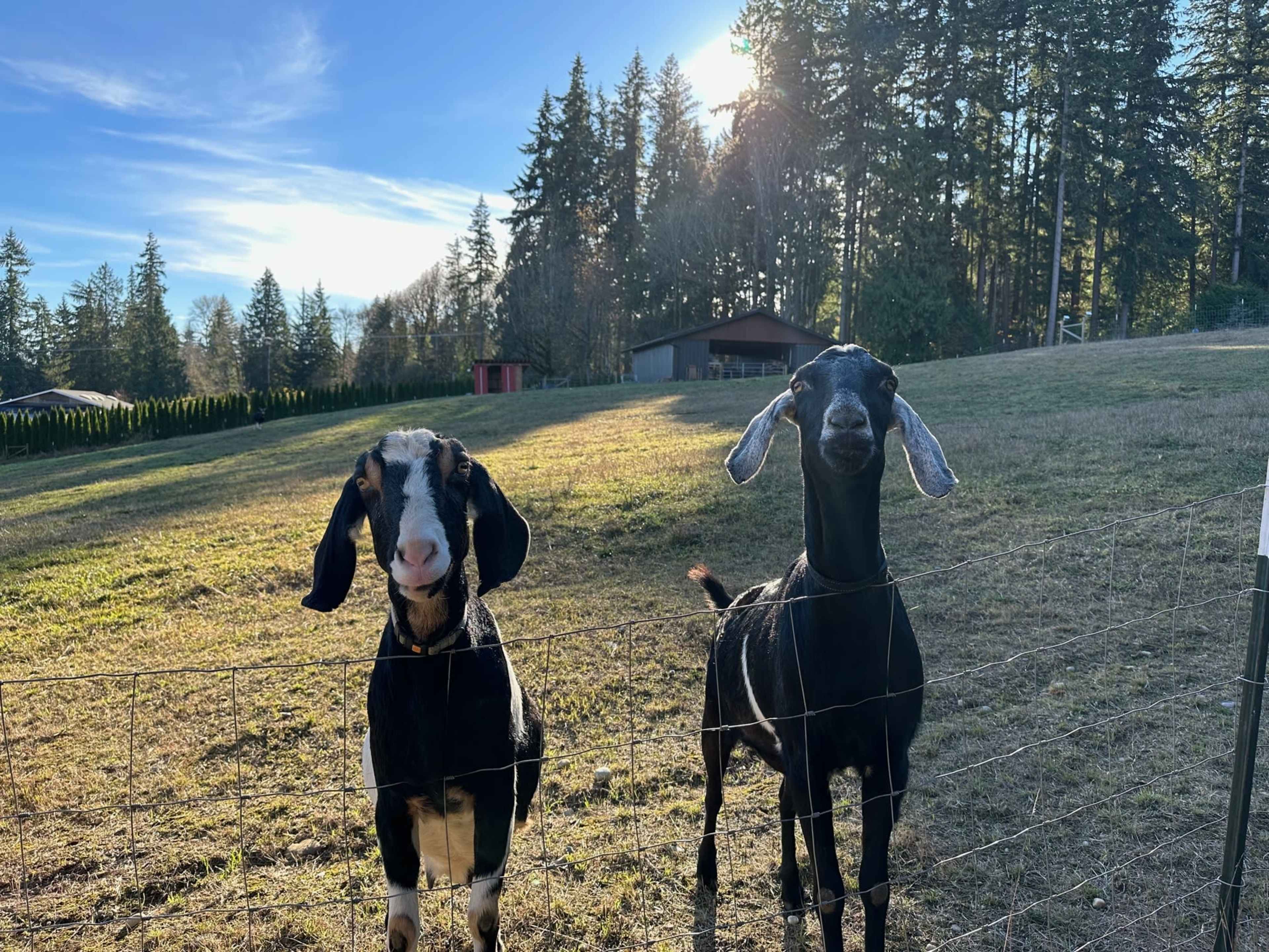 Two goats stand in a grassy field near a fence, with trees and a wooden building in the background.