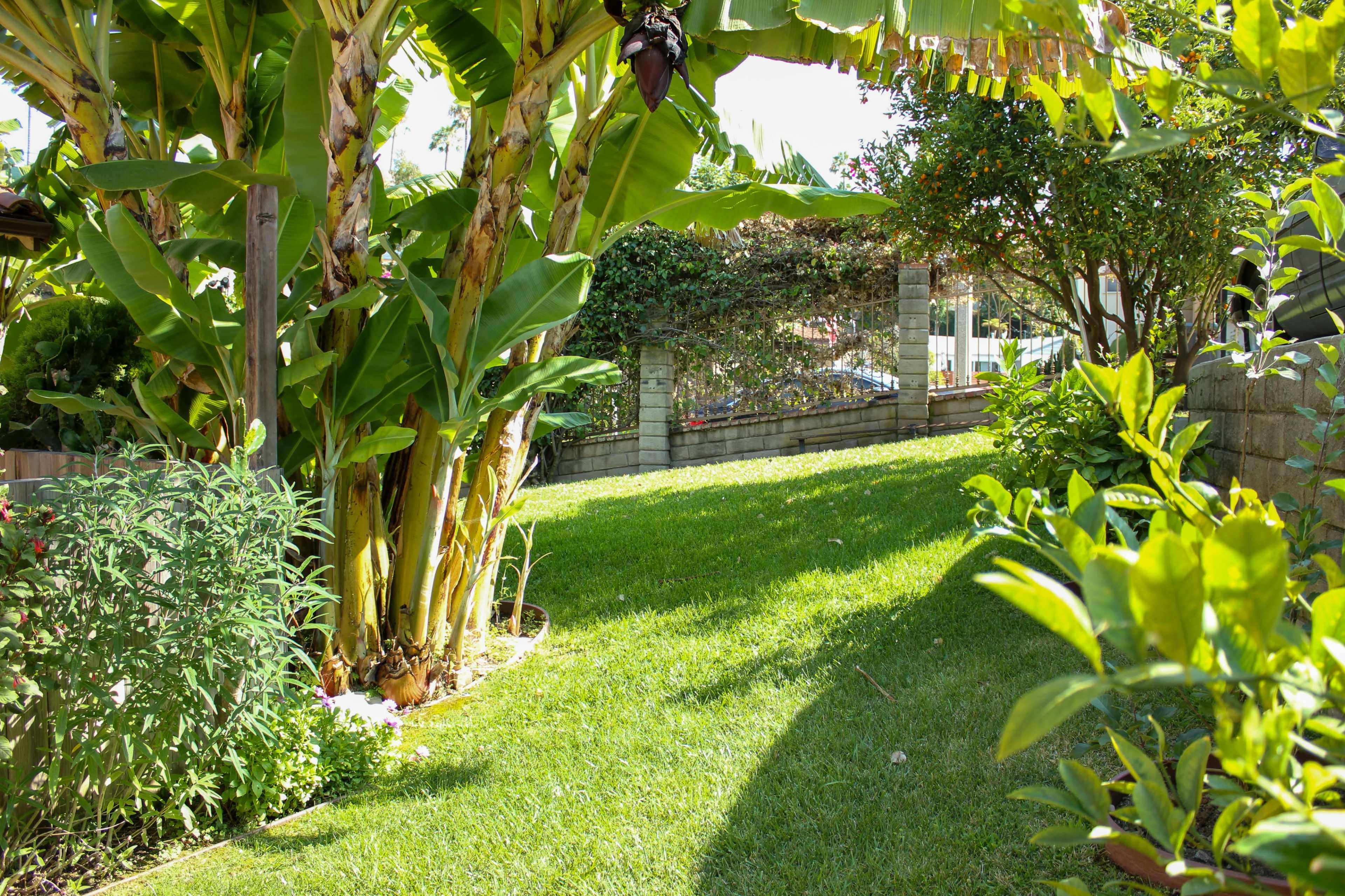 The image shows a lush garden path bordered by banana trees and shrubs, leading to a stone wall.