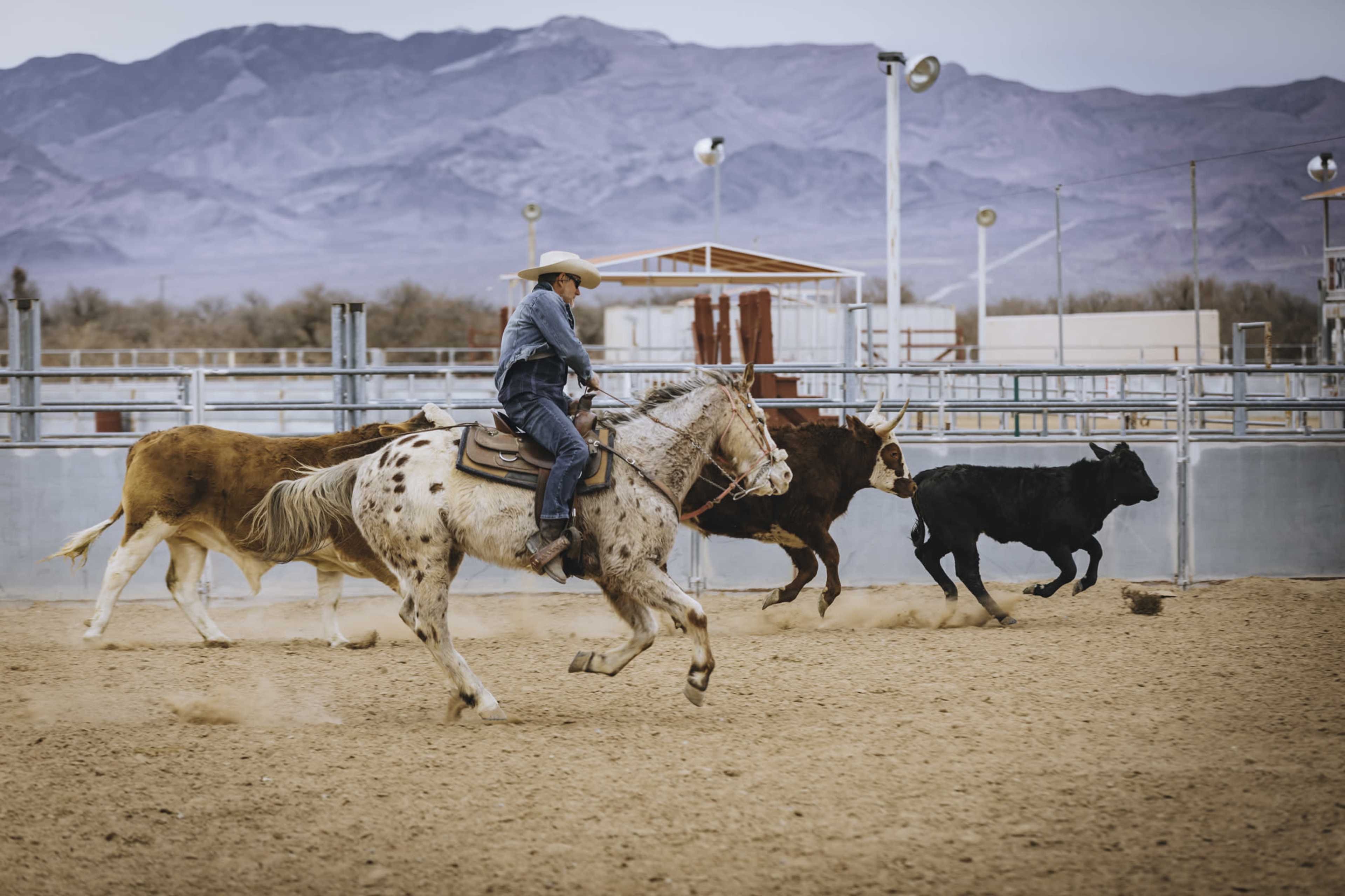 A cowboy rides a horse while herding cattle in a dusty arena with mountains in the background.