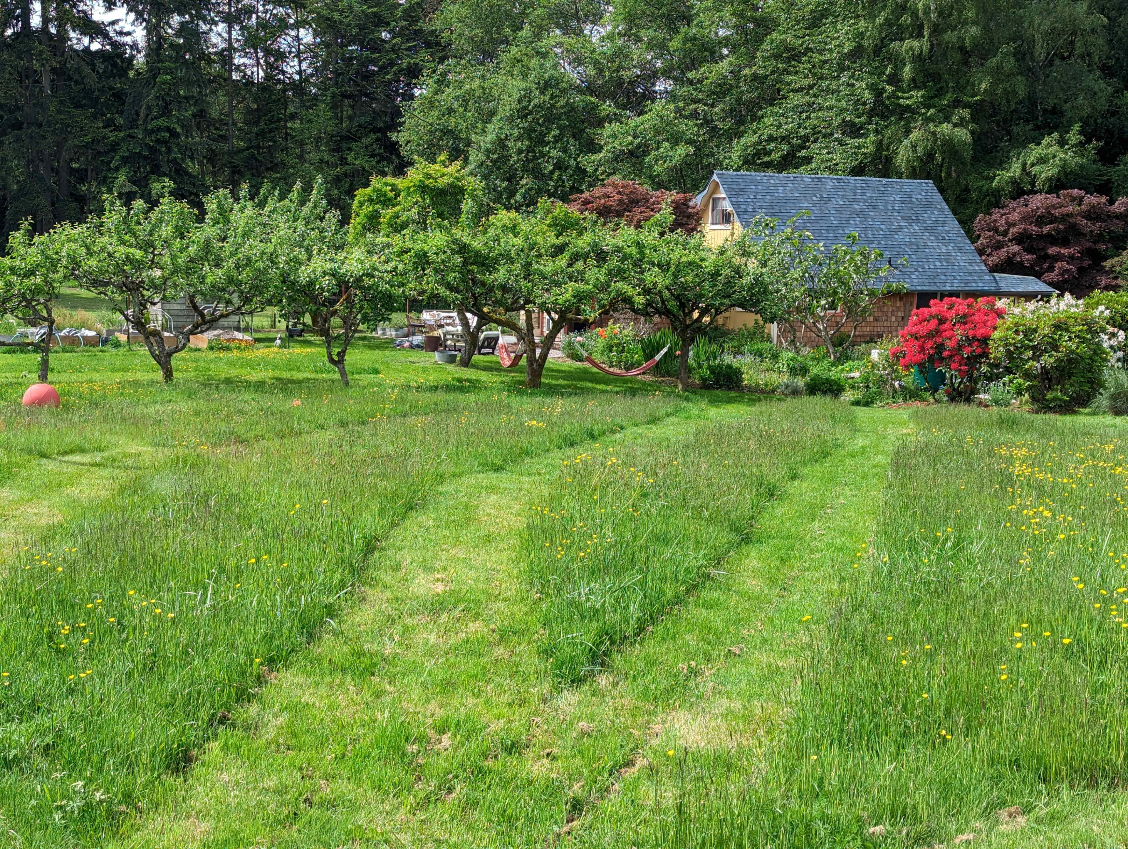 A green lawn with mowed stripes features several trees and colorful shrubbery, alongside a yellow house in a lush garden setting.