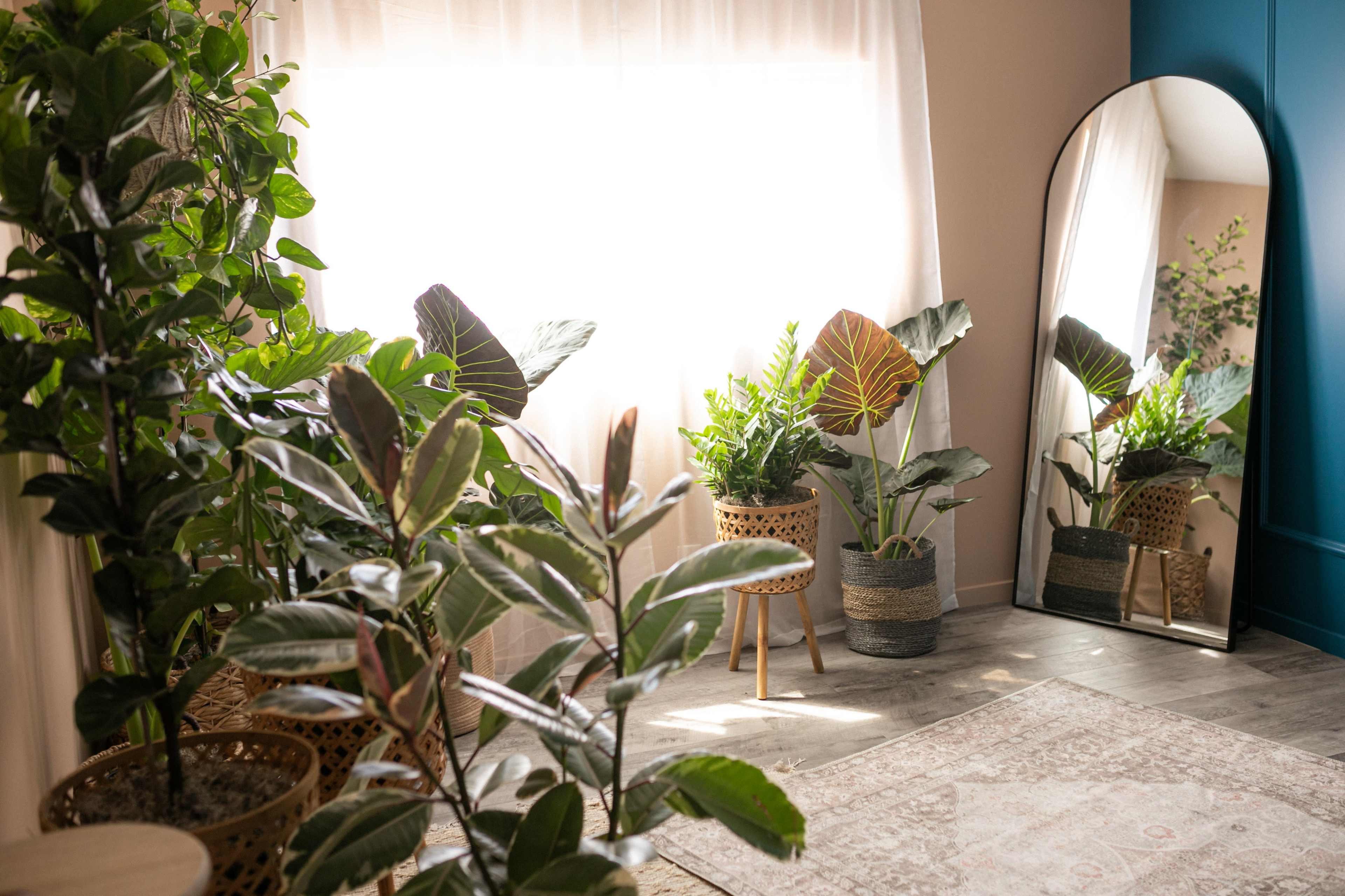 A bright, indoor space features several potted plants and a large mirror beside a window with sheer curtains.