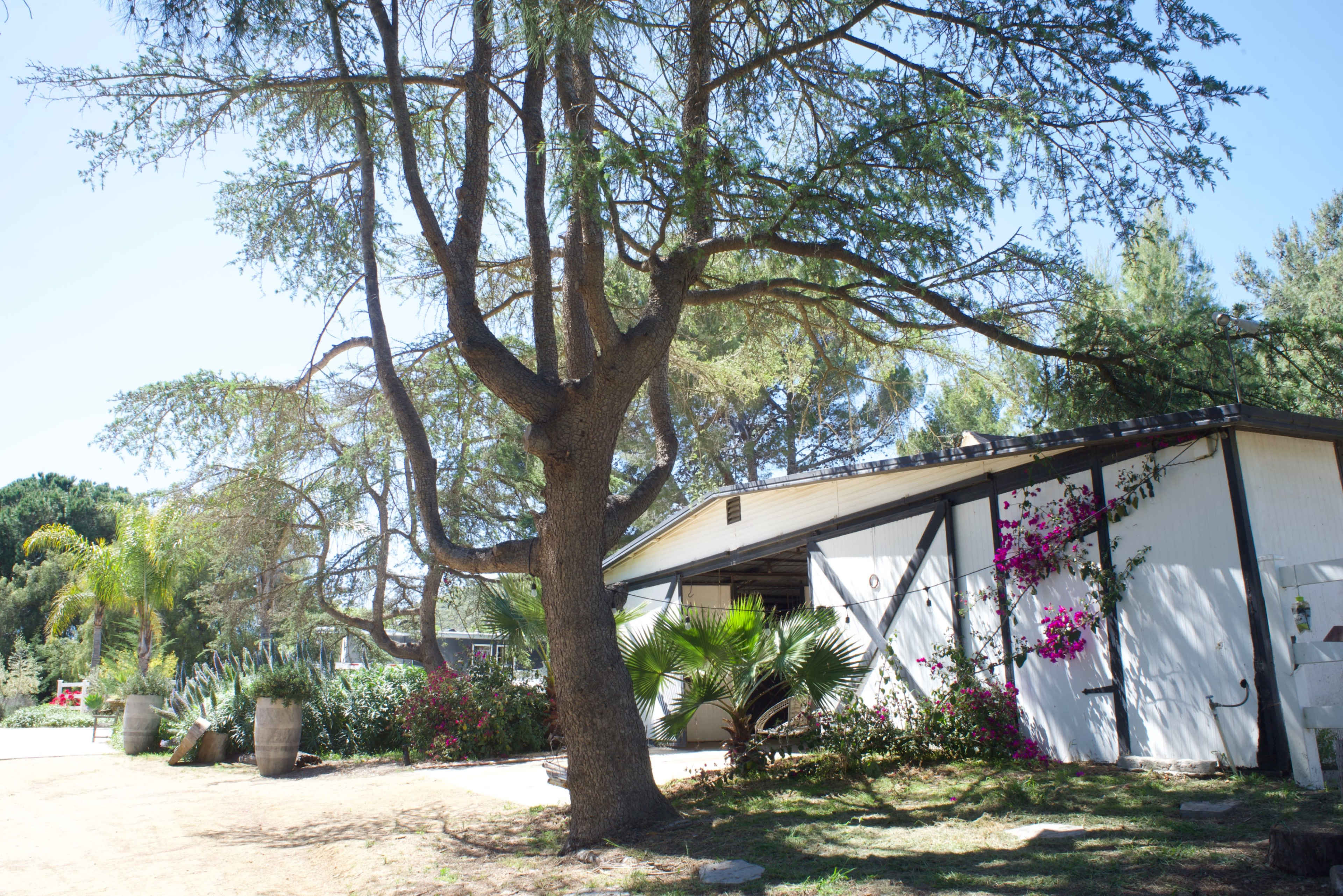 A large tree stands beside a white building adorned with colorful flowers and surrounded by various plants.