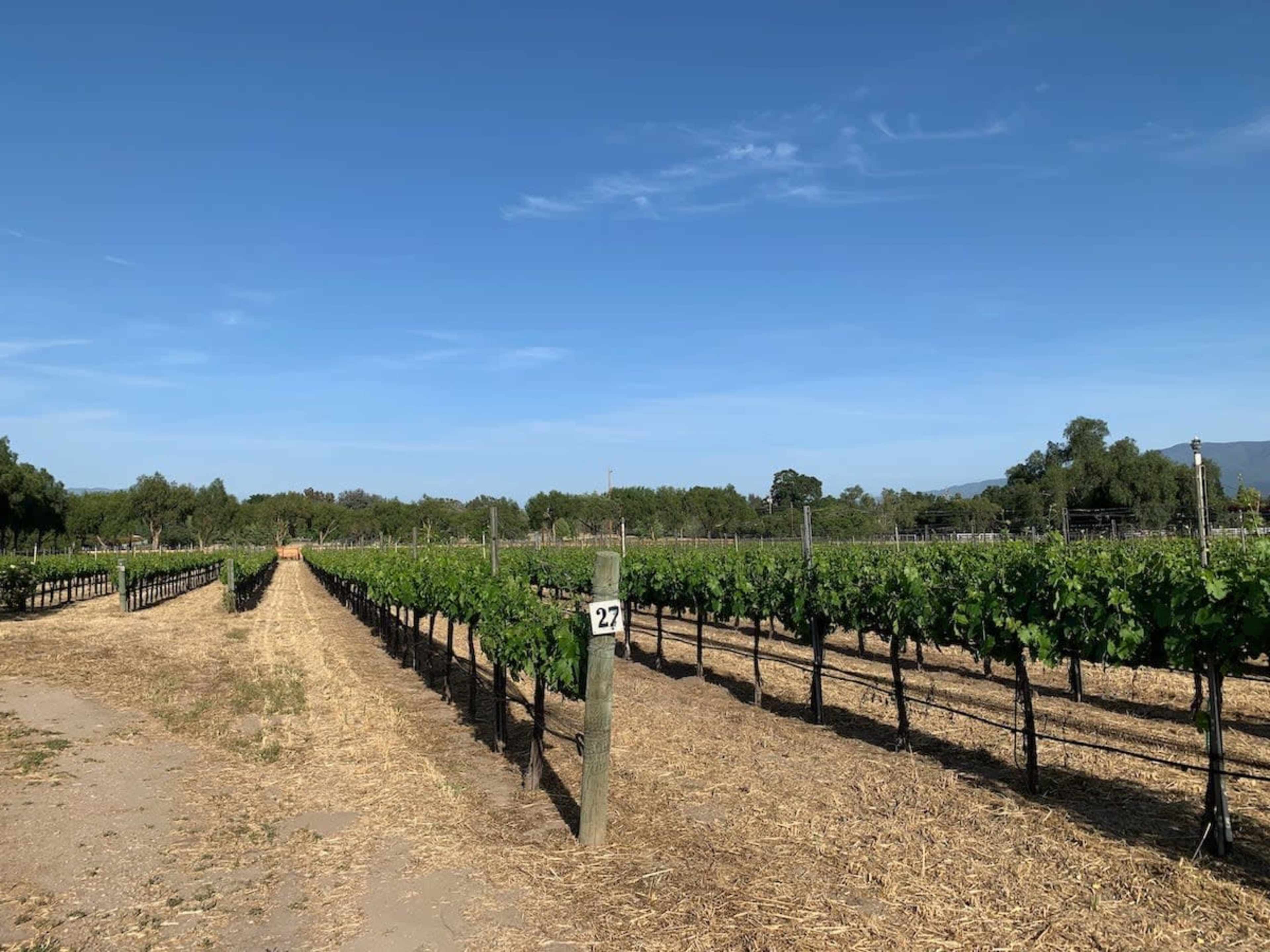 A row of grapevines stretches along a vineyard under a clear blue sky, with a sign marked "27" positioned on a post.