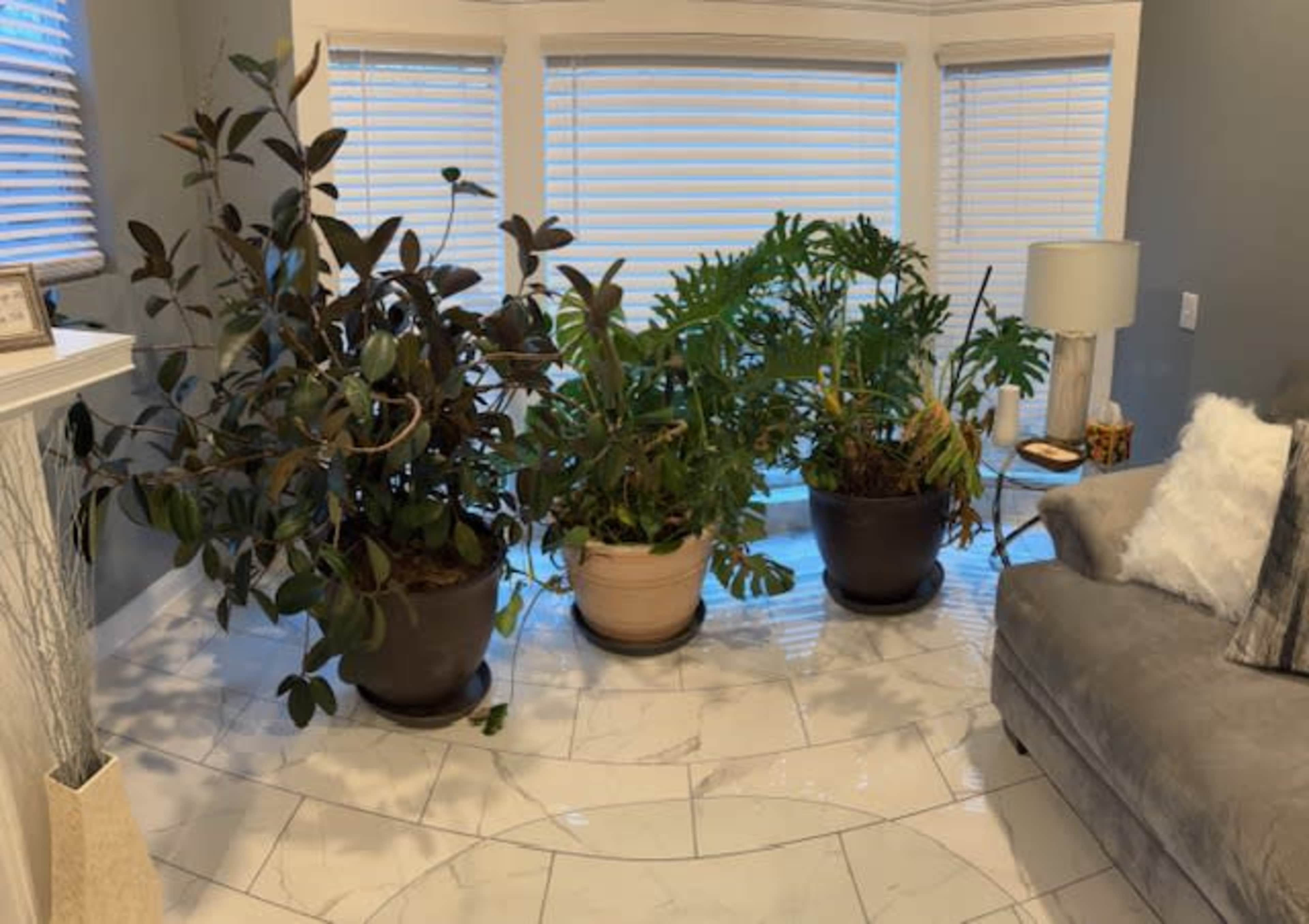 Three large potted plants are arranged in a bright corner beside a gray couch and a lamp, with window blinds partially open.