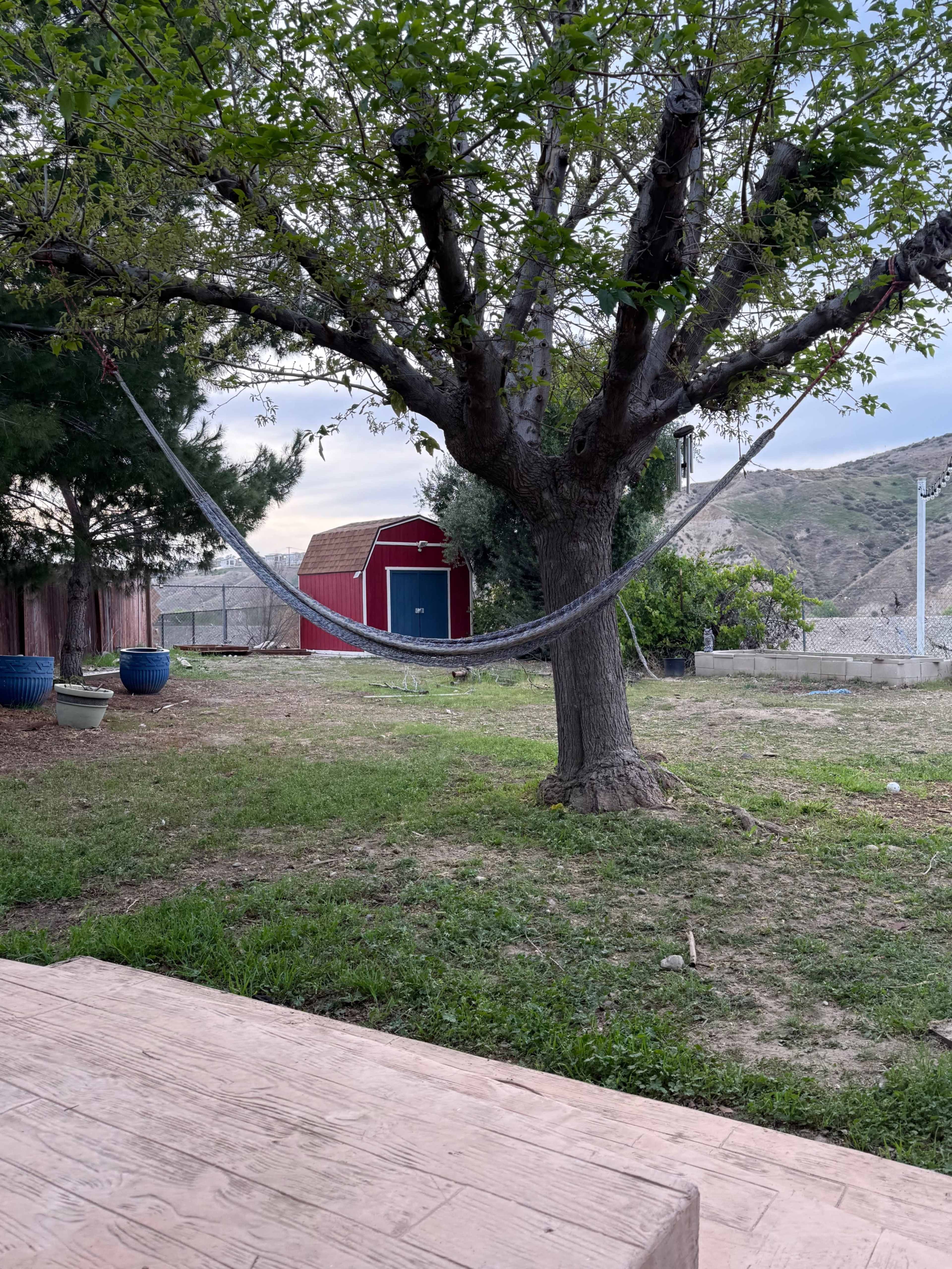 A hammock is hung between a tree and a nearby red barn in a grassy outdoor area.