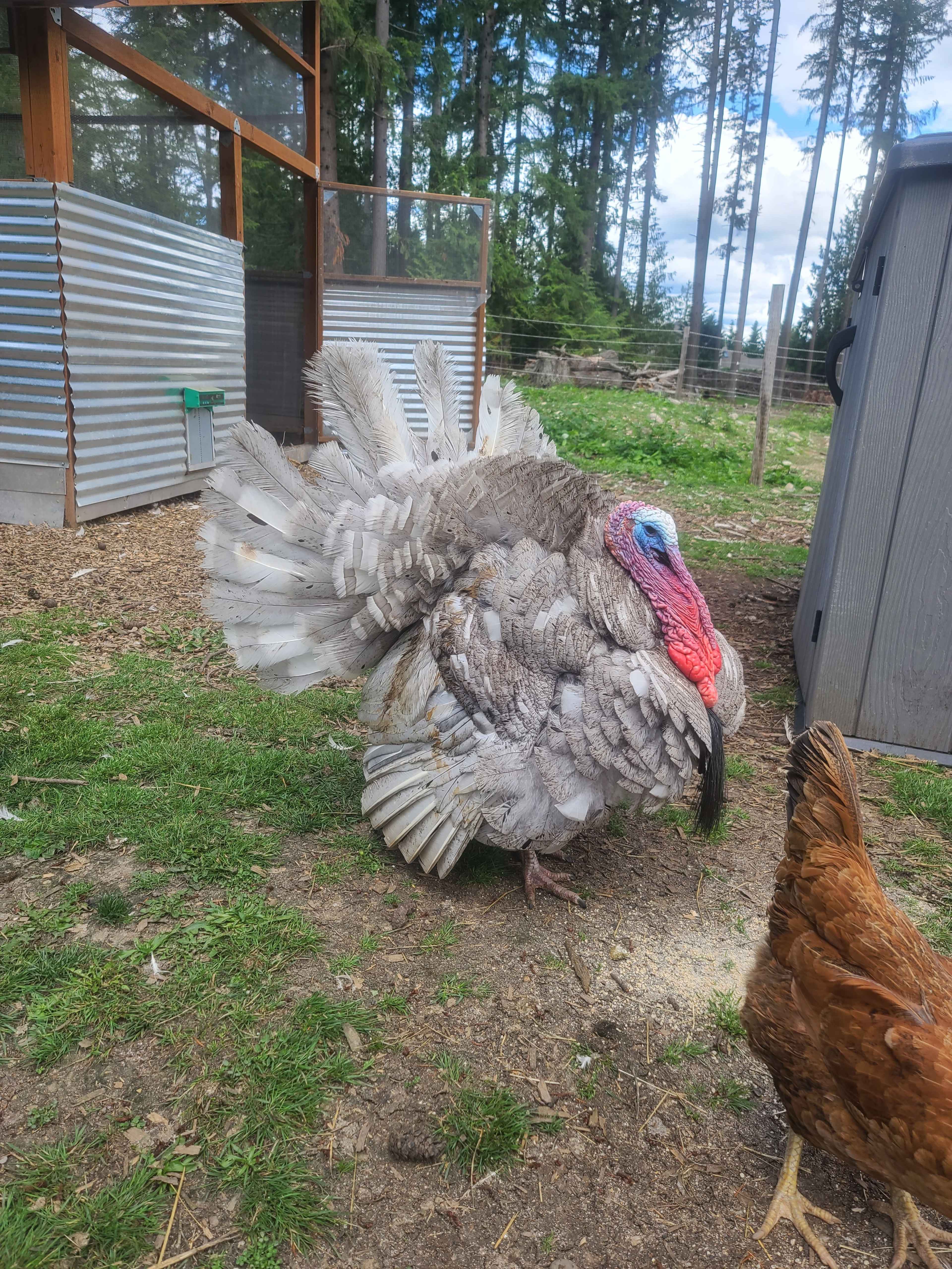 A turkey stands in a farmyard with trees and a building in the background.