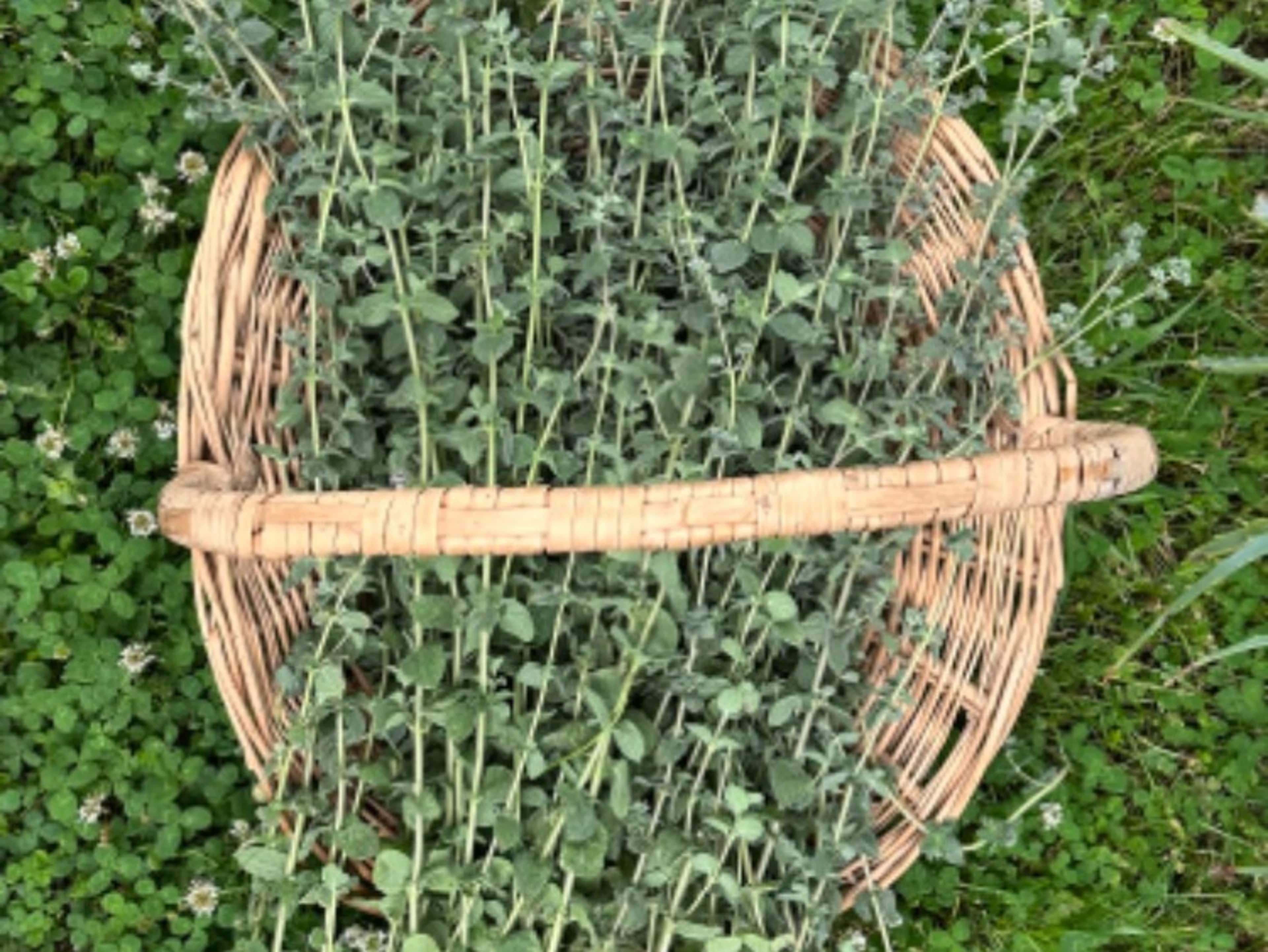 Herbal Gardens: Herbalism Workshop