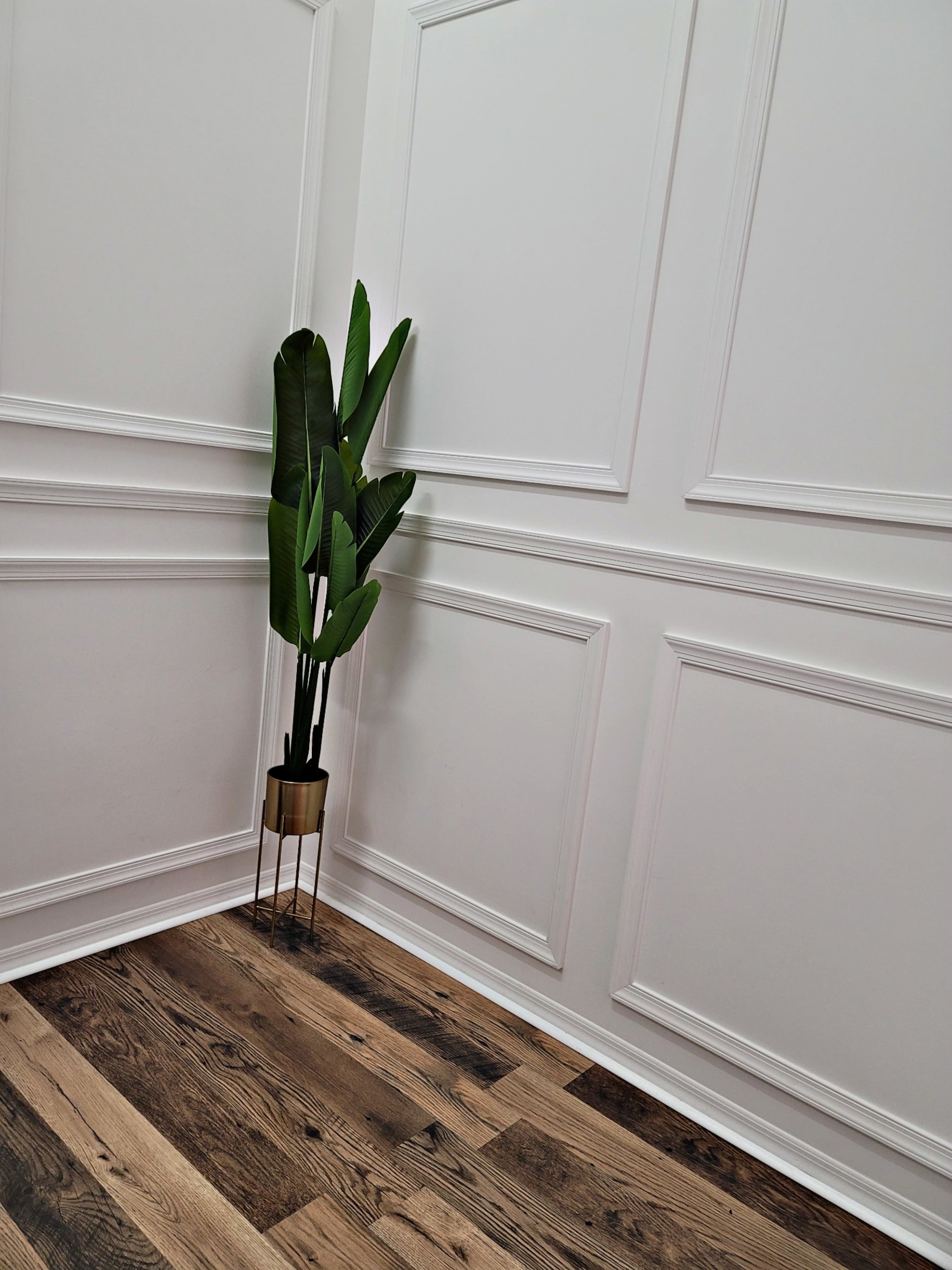 A potted plant stands in the corner of a room with white panelled walls and wooden flooring.