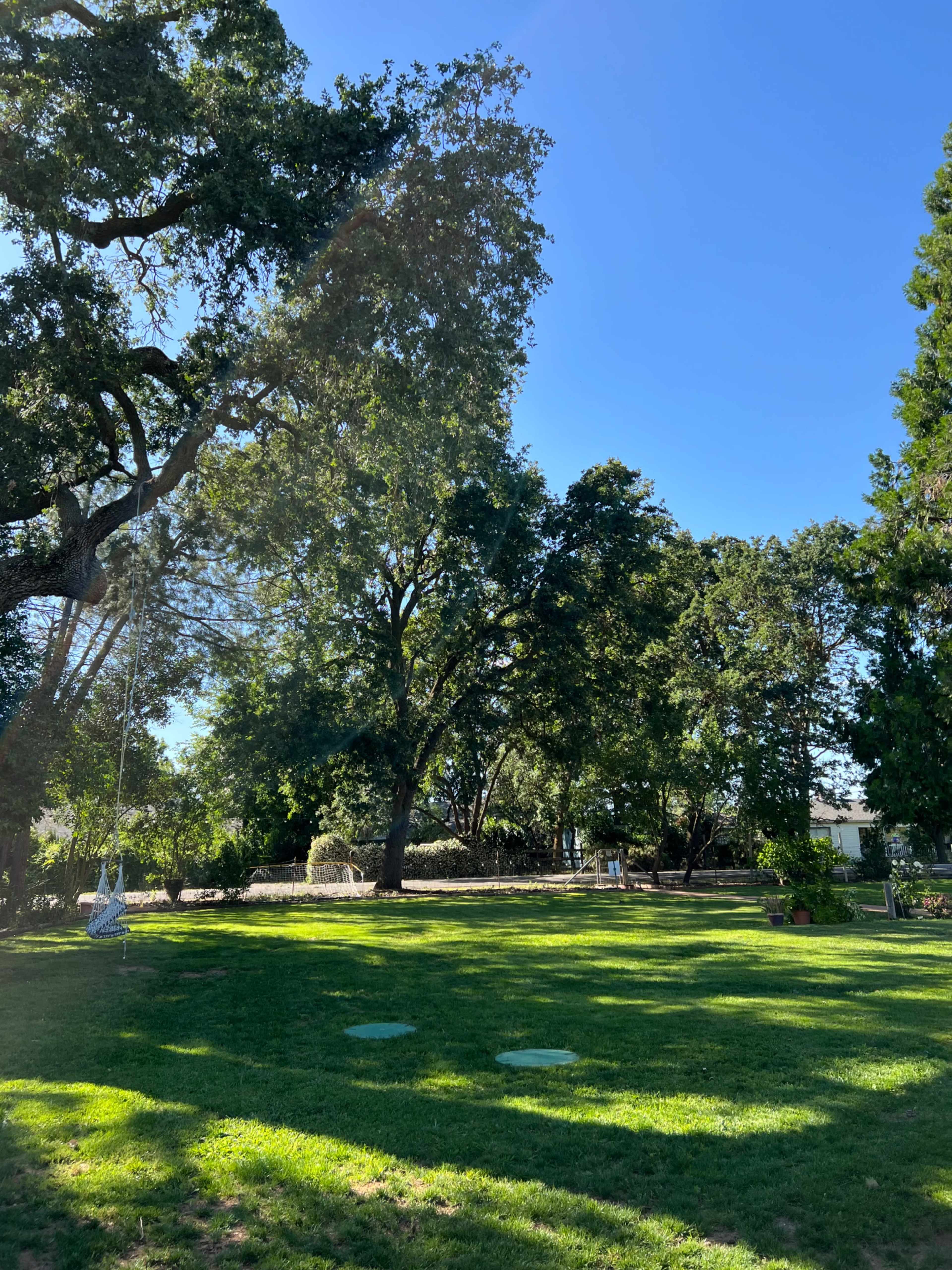 A grassy area is shaded by large trees under a clear blue sky, with a swing hanging from one of the trees.