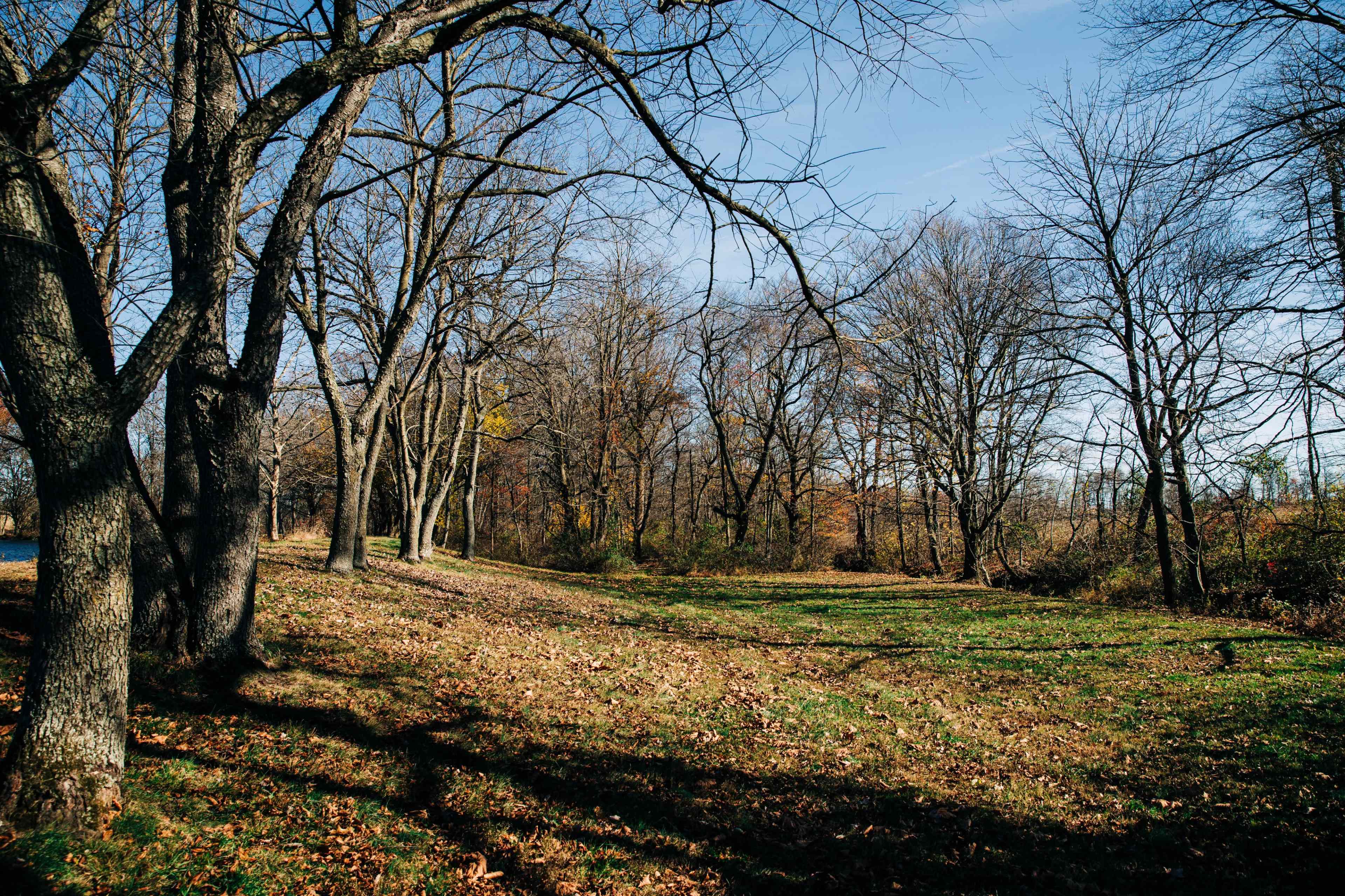 A tree-lined path features bare trees and fallen leaves, leading into a grassy area under a clear sky.
