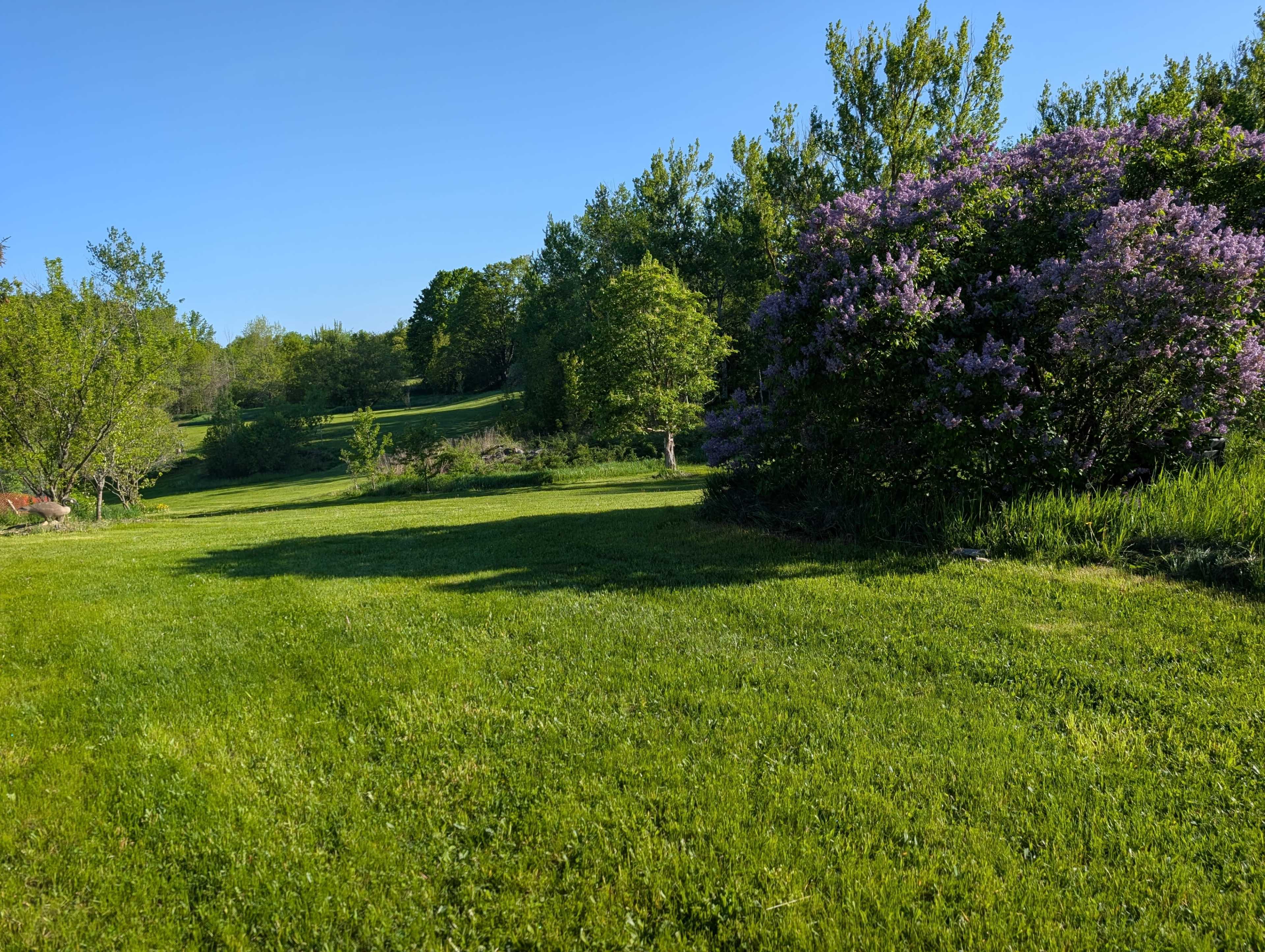 A lush green lawn is bordered by trees and a flowering bush under a clear blue sky.