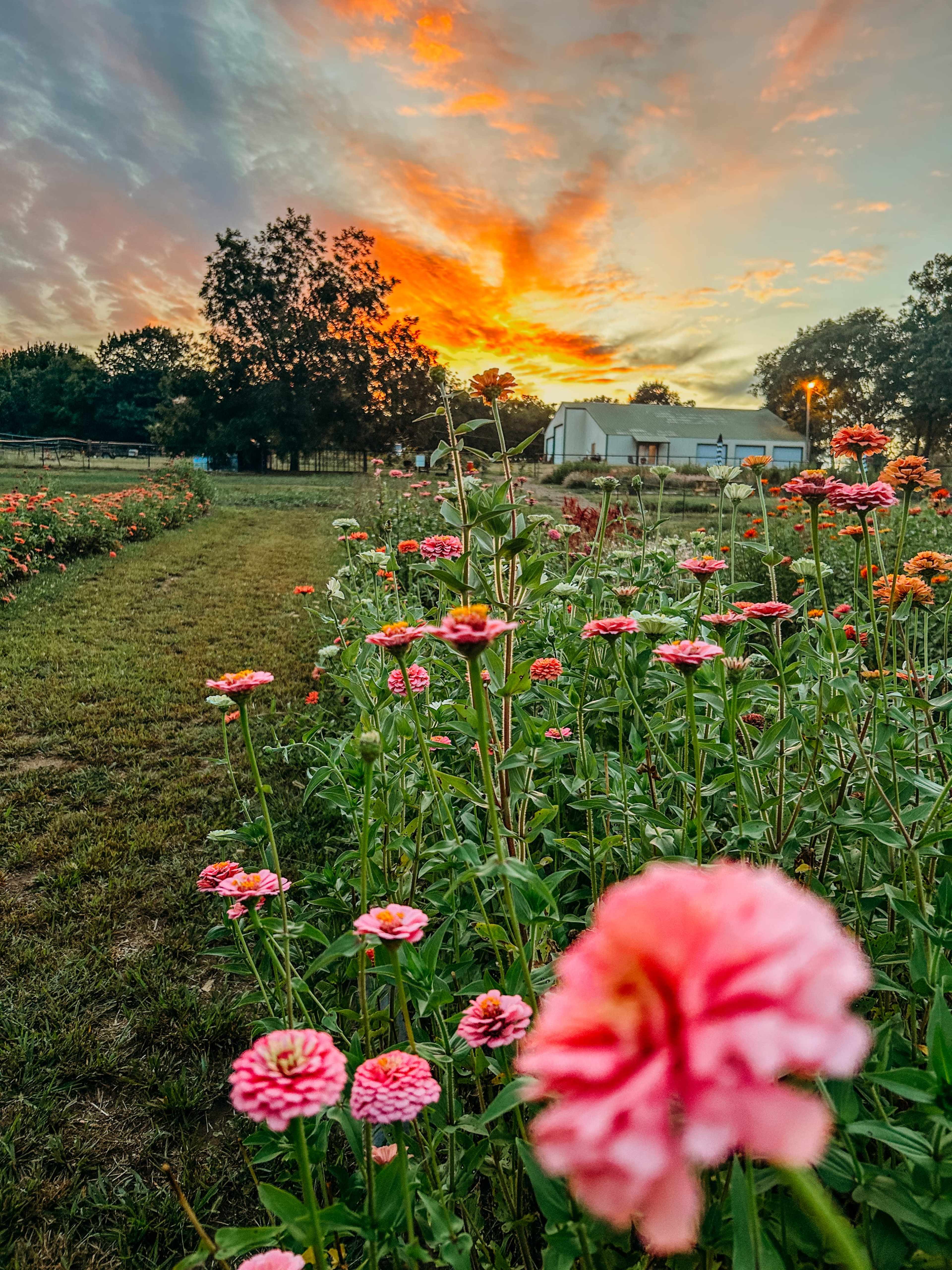 A pathway lined with pink flowers leads toward a vibrant sunset in the background.